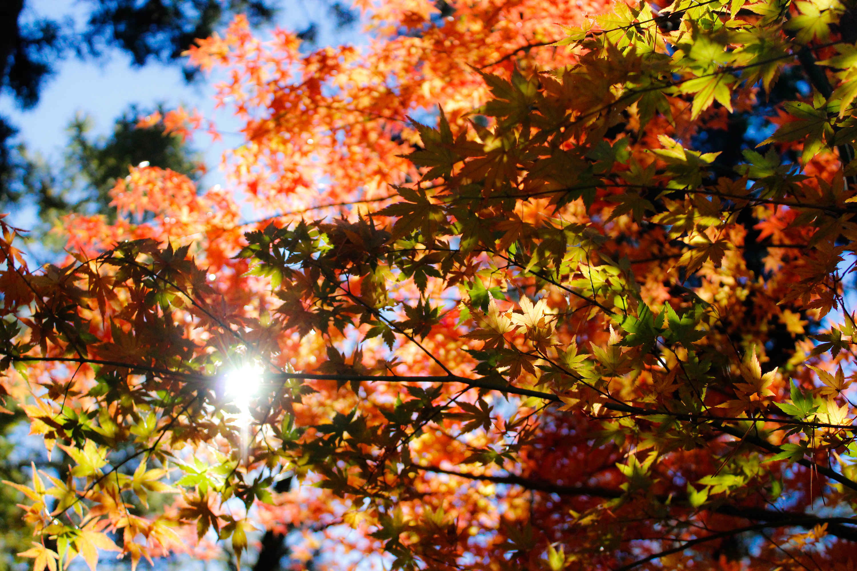 Солнечная осень фото
