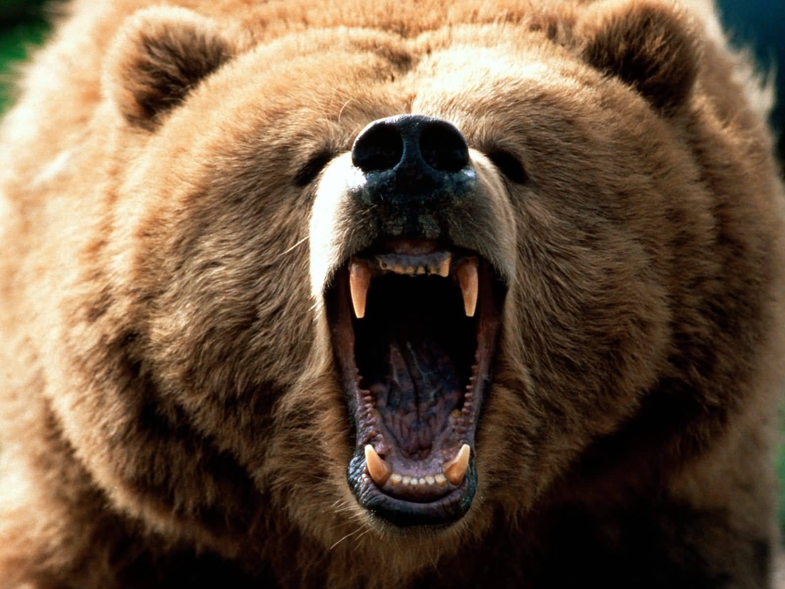 bear, animal, bears Full HD
