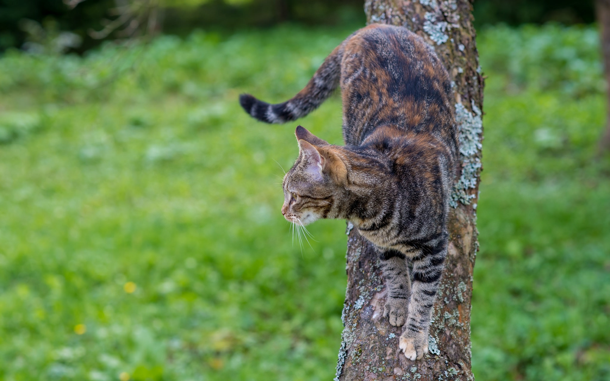 Кошка спускается с дерева