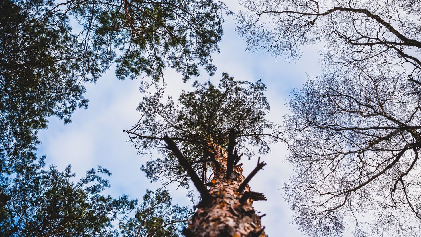 Tree view. Верхушки деревьев. Вид с верхушки дерева. Закрученные верхушки деревьев. Кончик дерева верхушка.