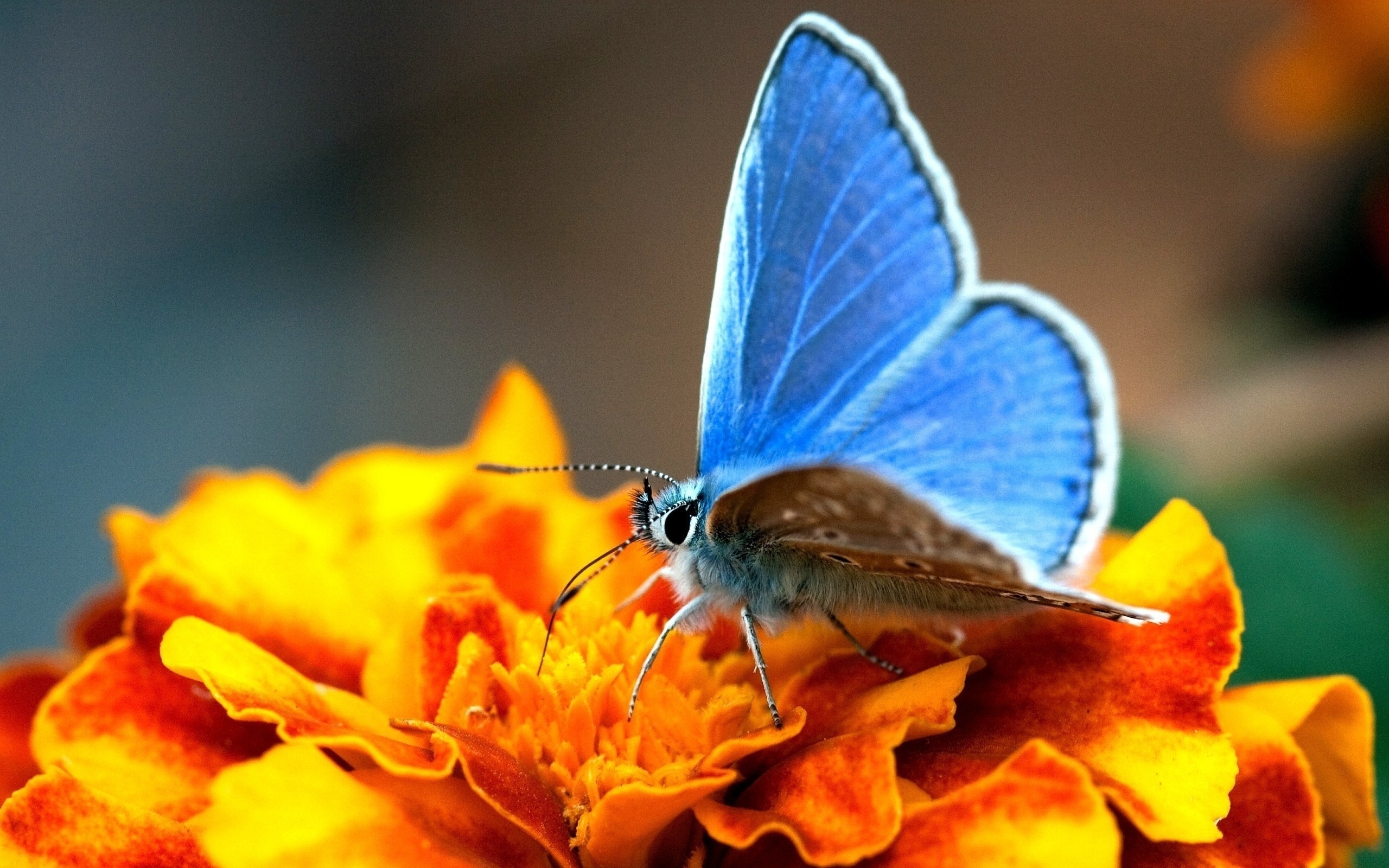 Бабочка с яркими крыльями. Олимпиус Инферно бабочка. Яркие бабочки. Бабочка на цветке. Жёлтая бабочка.