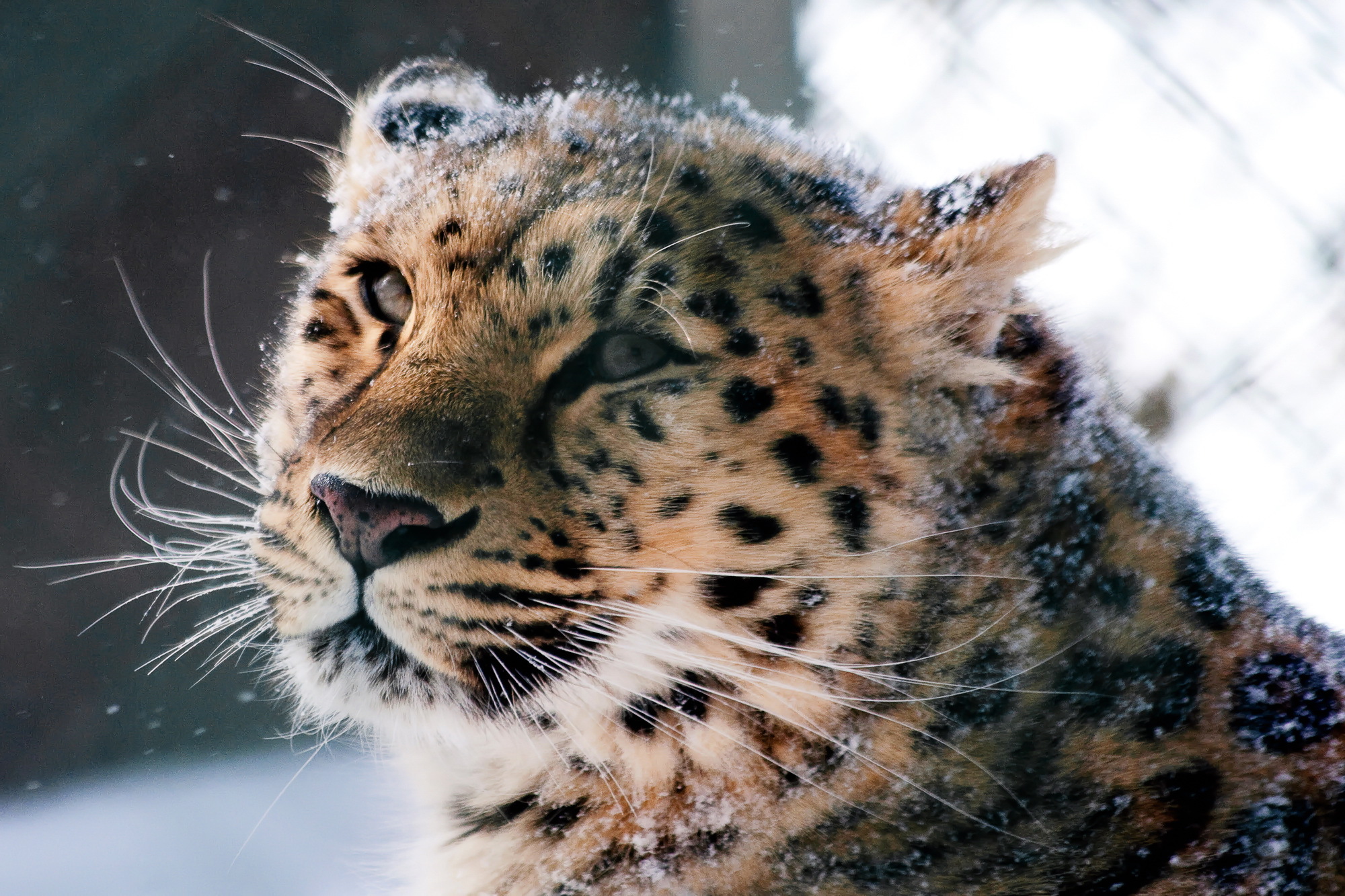 Handy-Wallpaper Amur Leopard, Wilde Katze, Wildkatze, Schnee, Leopard, Schnauze, Tiere kostenlos herunterladen.