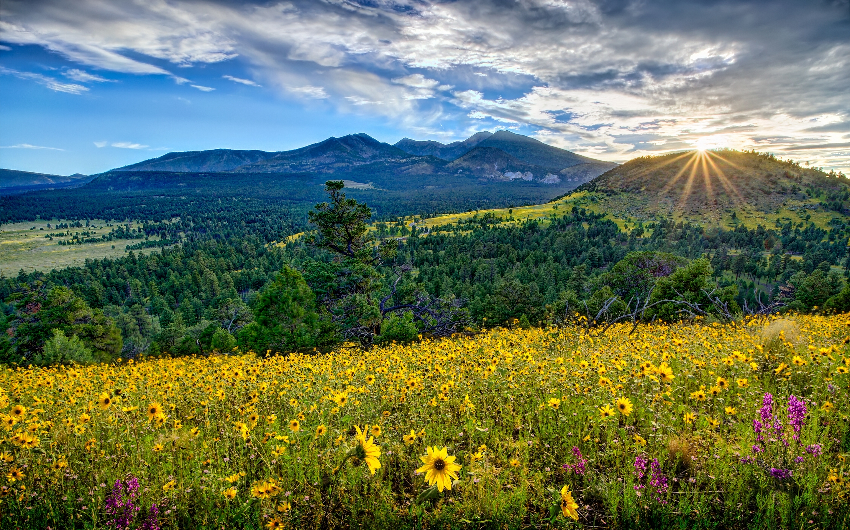 Laden Sie das Senke, Tal, Arizona, Natur, Mountains, Blumen-Bild kostenlos auf Ihren PC-Desktop herunter