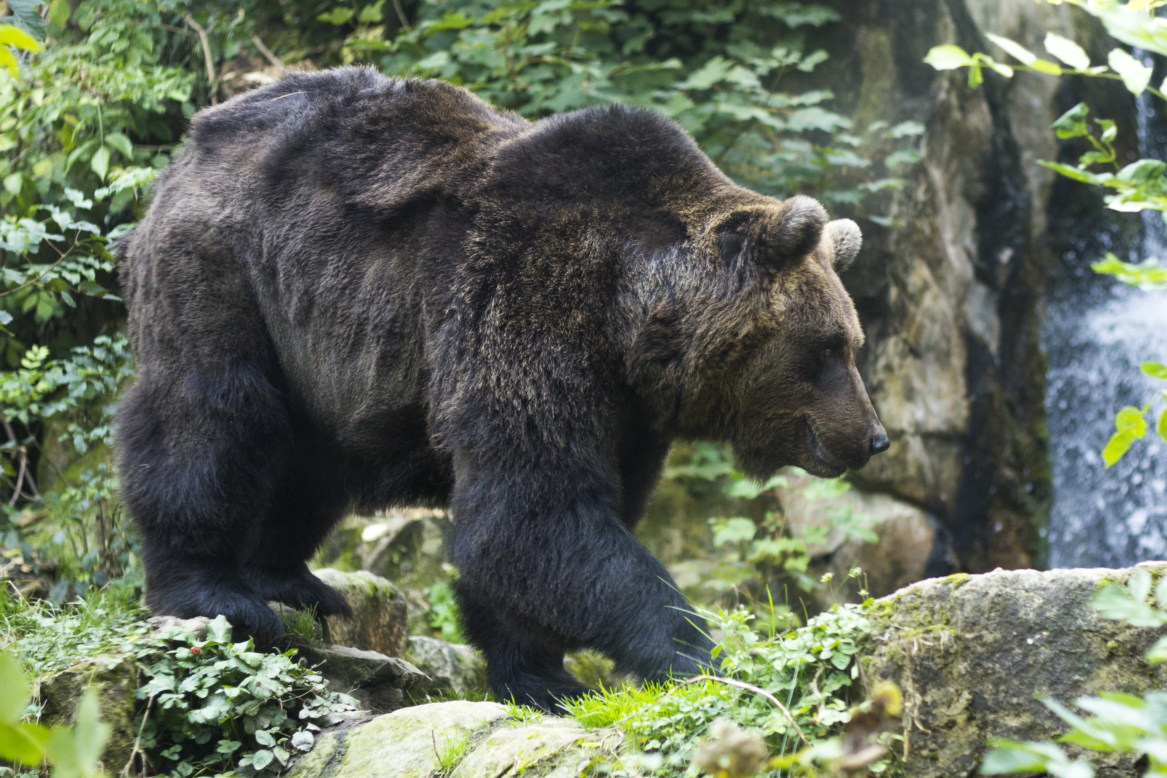 Download mobile wallpaper Brown Bear, Animals, Stroll, Bear for free.