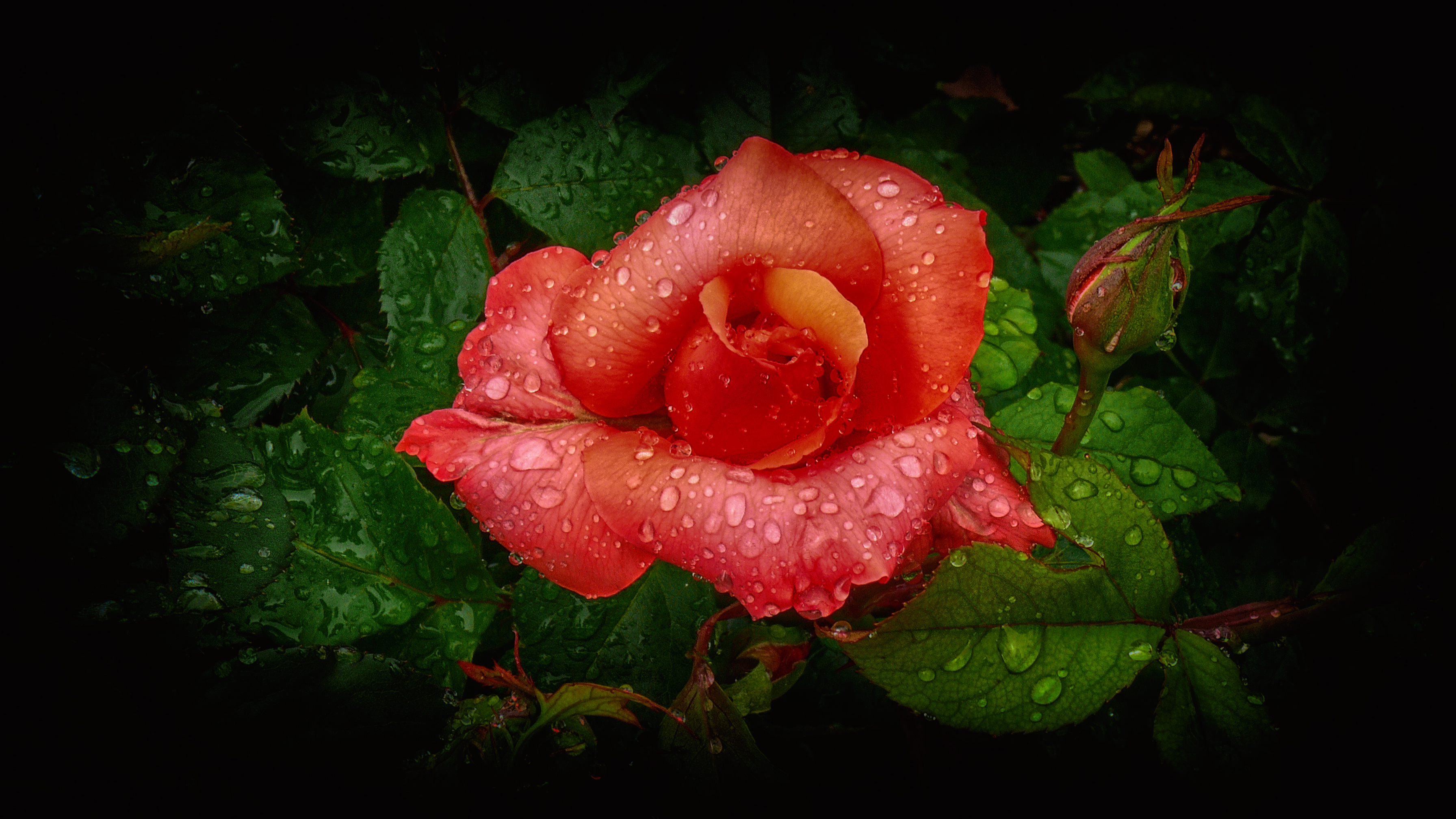 Роза в росе