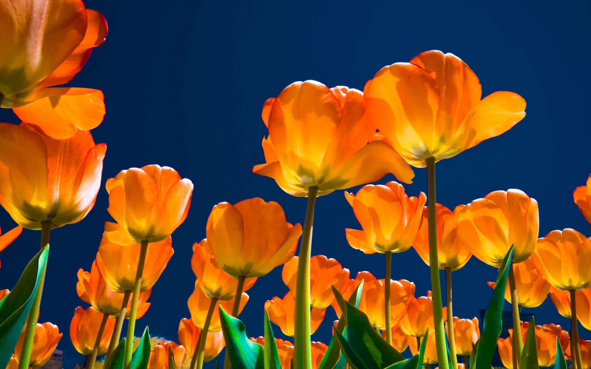 Die besten Tulpen-Hintergründe für den Telefonbildschirm