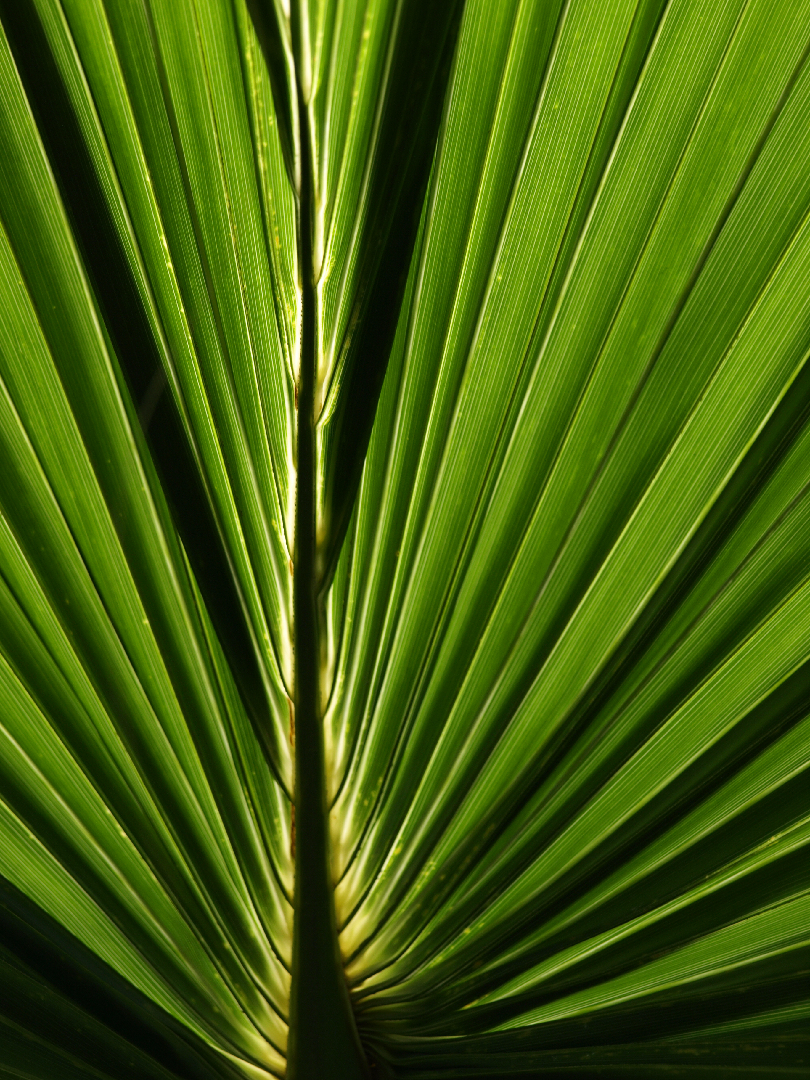 green, macro, close up, palm, leaflet wallpapers for tablet