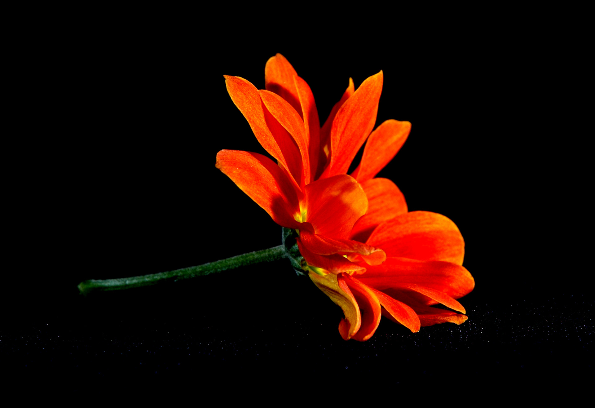 Orange Flower 1080p