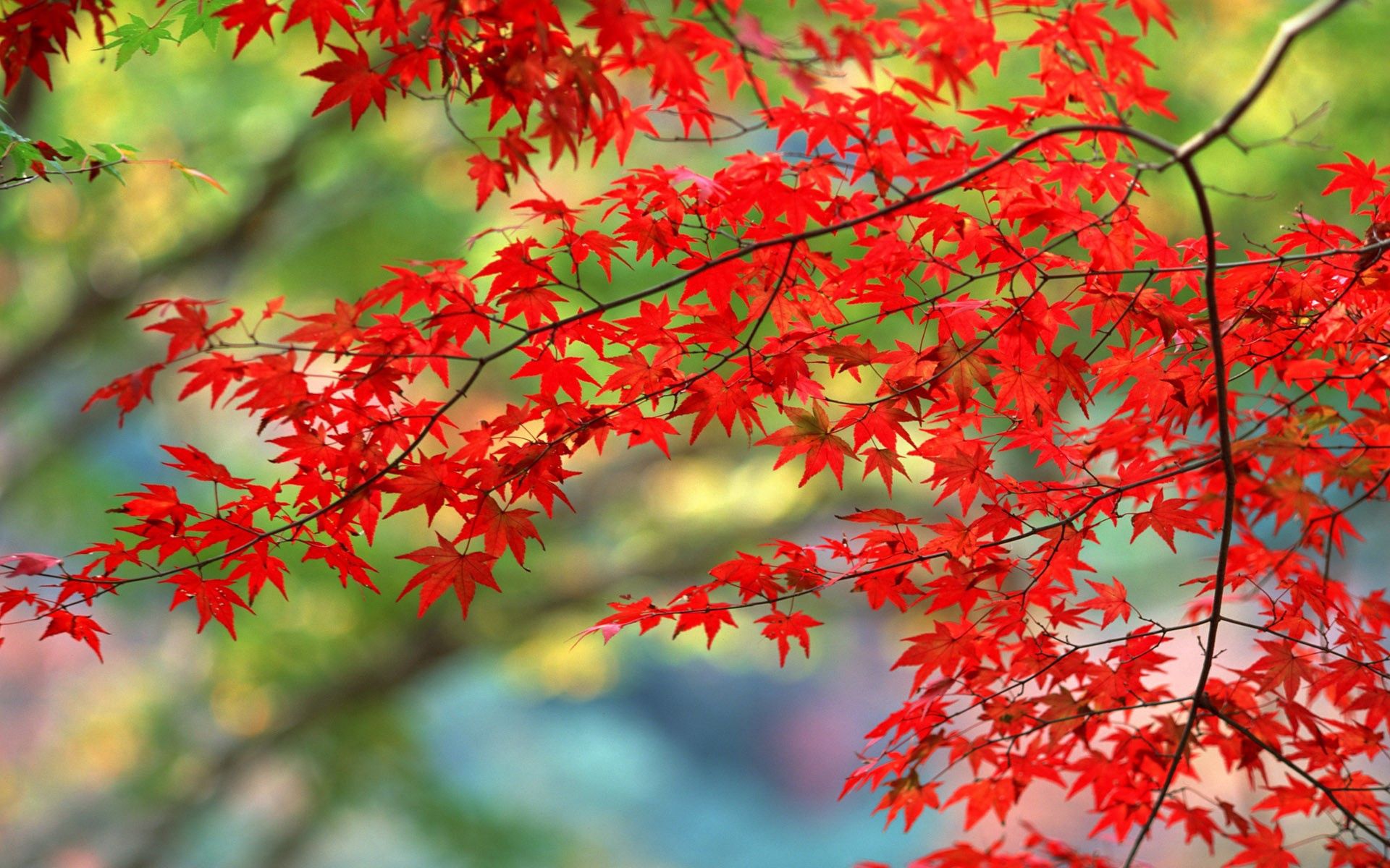 67436壁紙のダウンロード秋, 自然, 葉, 赤, ブランチ, 枝-スクリーンセーバーと写真を無料で