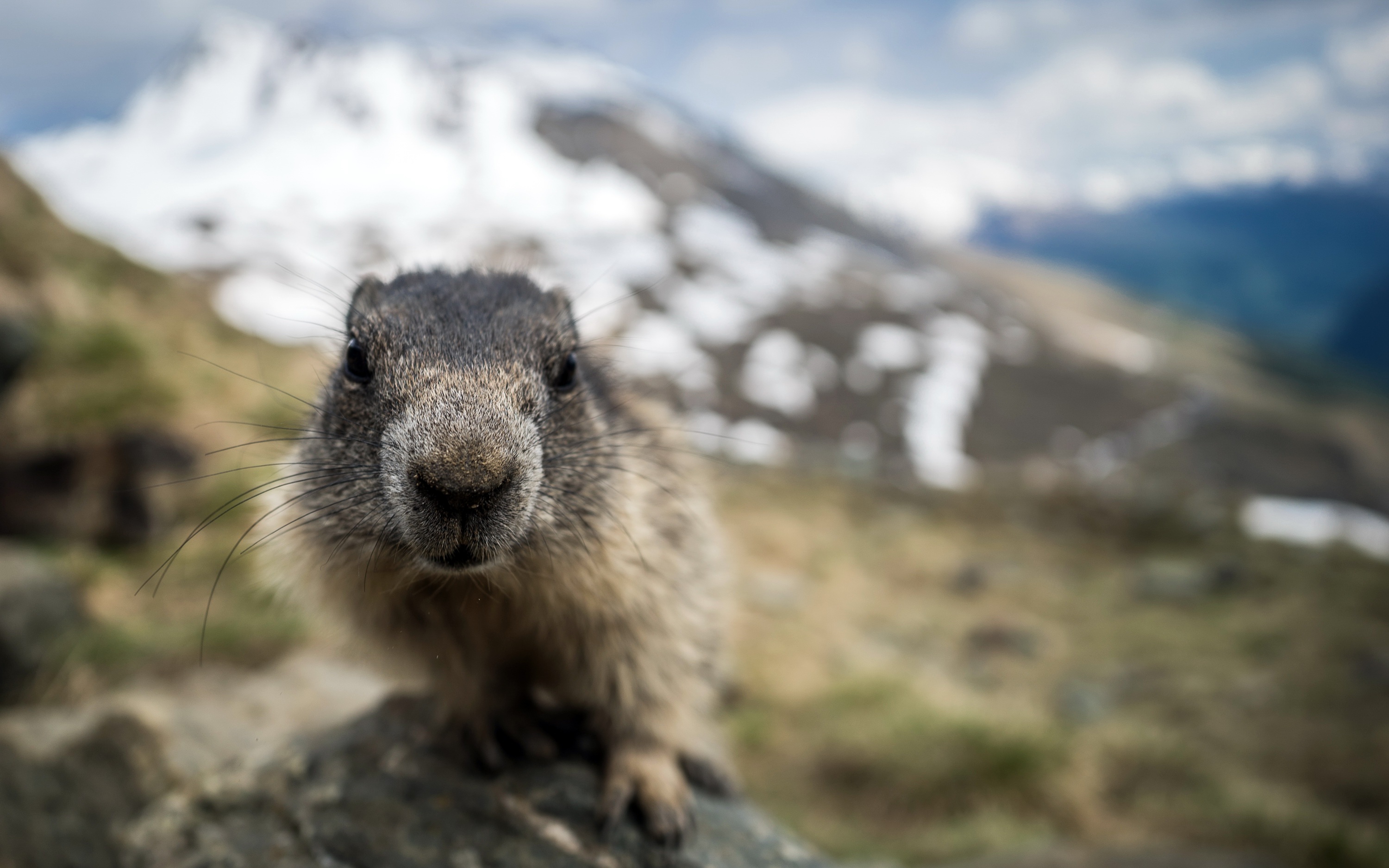animal, marmot, close up, depth of field