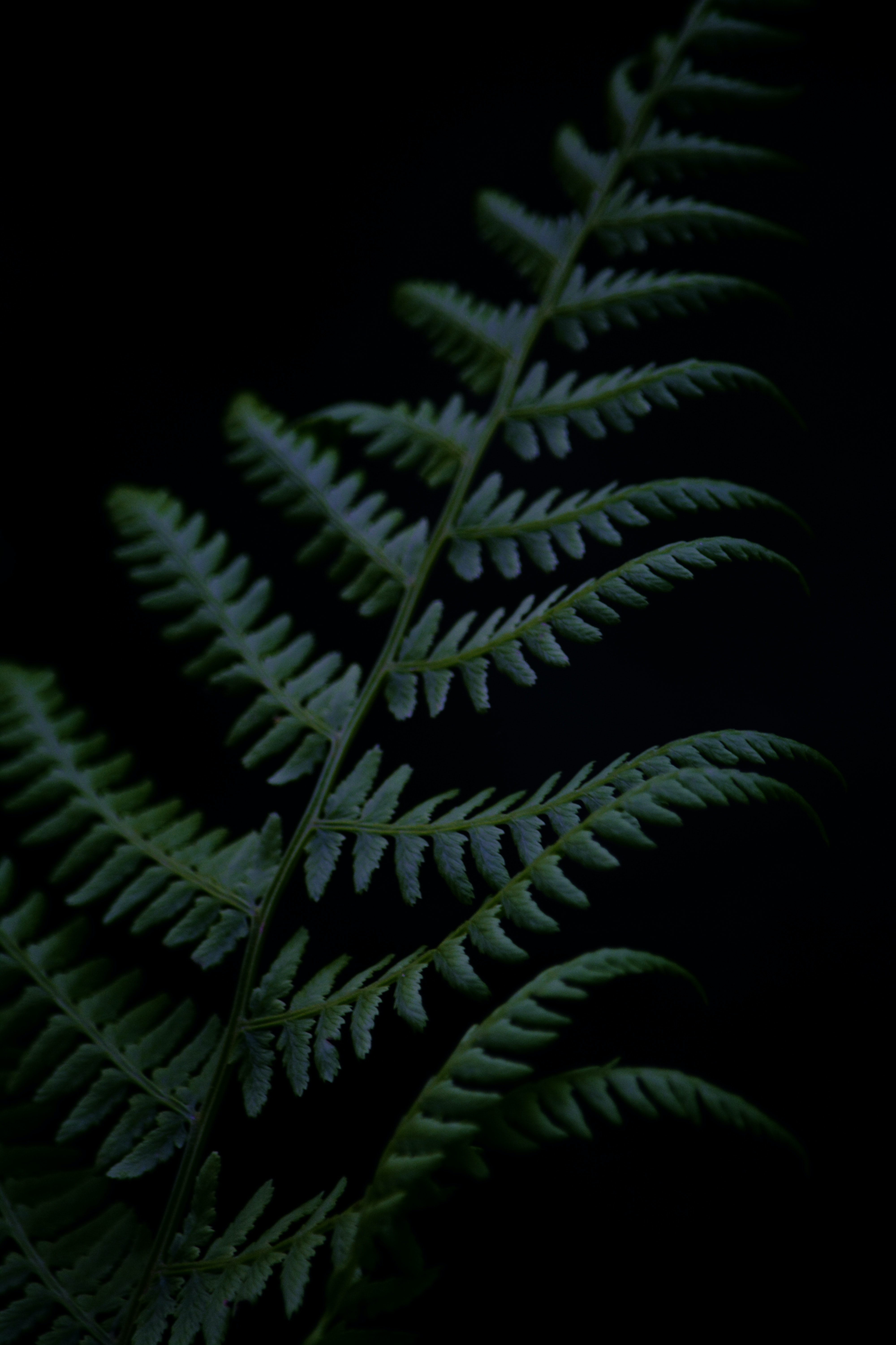 Laden Sie das Pflanze, Farn, Zweig, Ast, Dunkel-Bild kostenlos auf Ihren PC-Desktop herunter