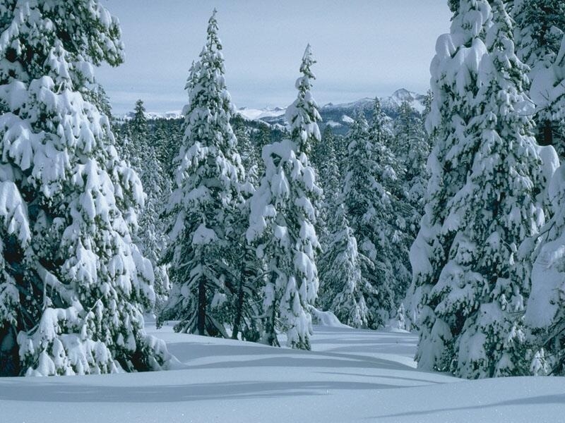 Download mobile wallpaper Landscape, Winter, Trees for free.