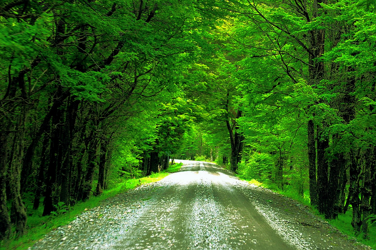 Дорога зелень