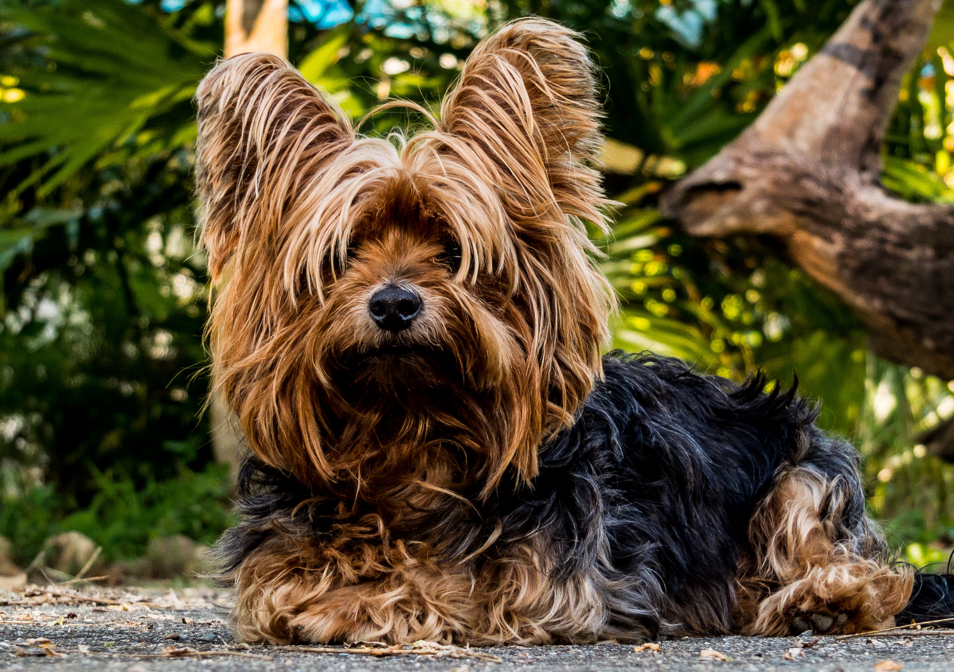 Handy-Wallpaper Hund, Behaart, Behaarte, Tiere, Yorkshire Terrier kostenlos herunterladen.