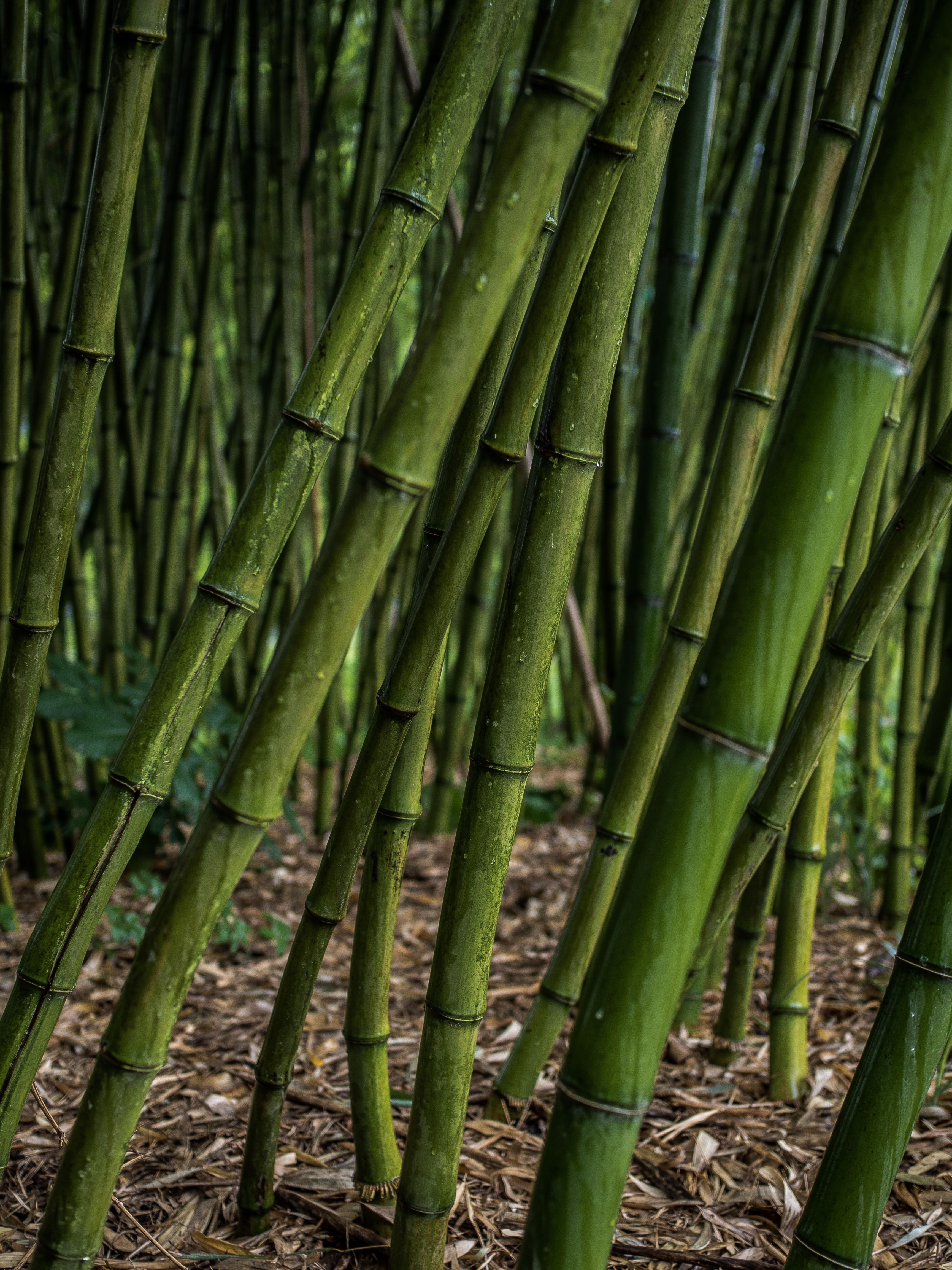 green, plants, nature, bamboo, grove