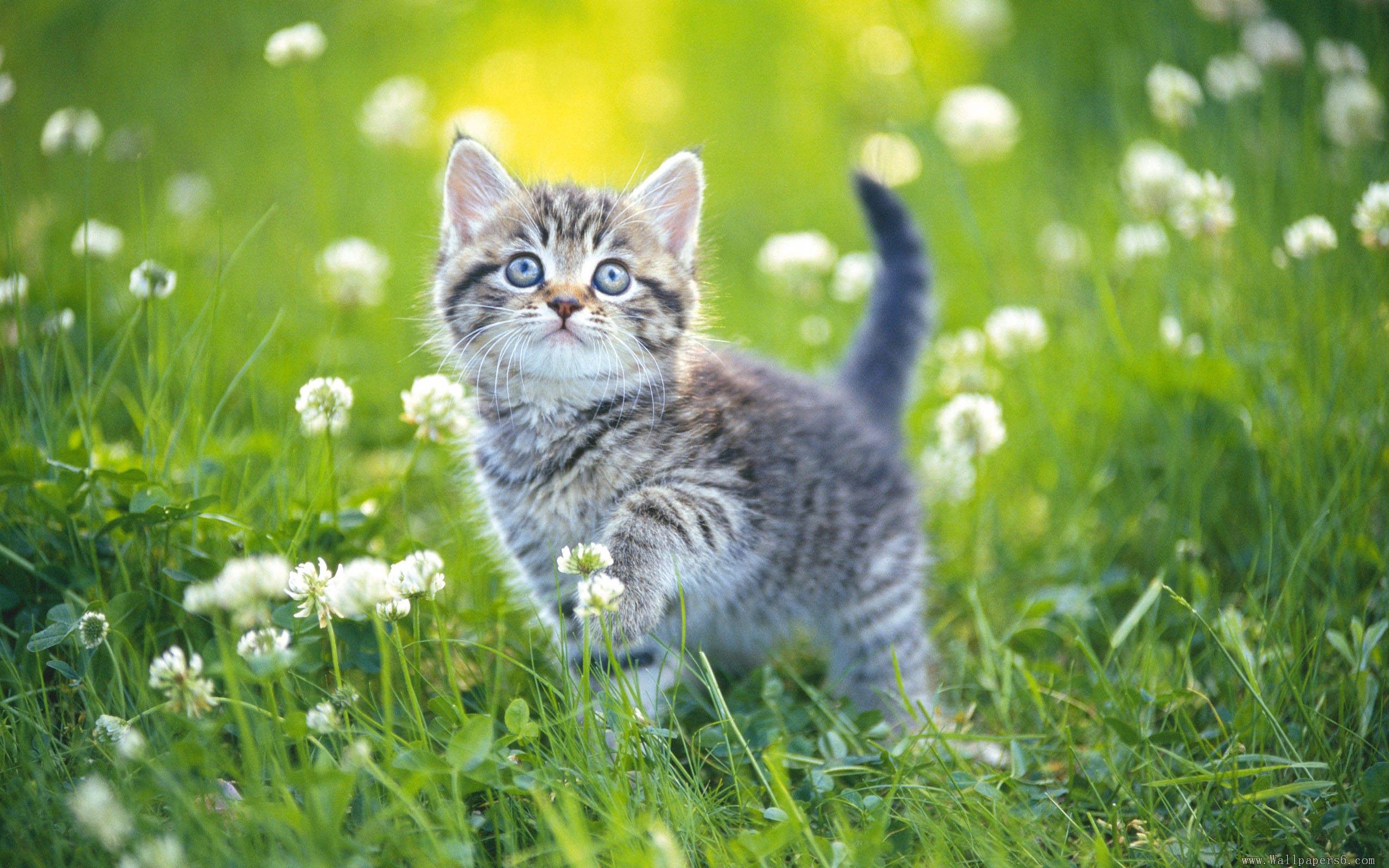 122267壁紙のダウンロード動物, フラワーズ, 草, キティ, 子猫, 縞模様, ストライプ-スクリーンセーバーと写真を無料で