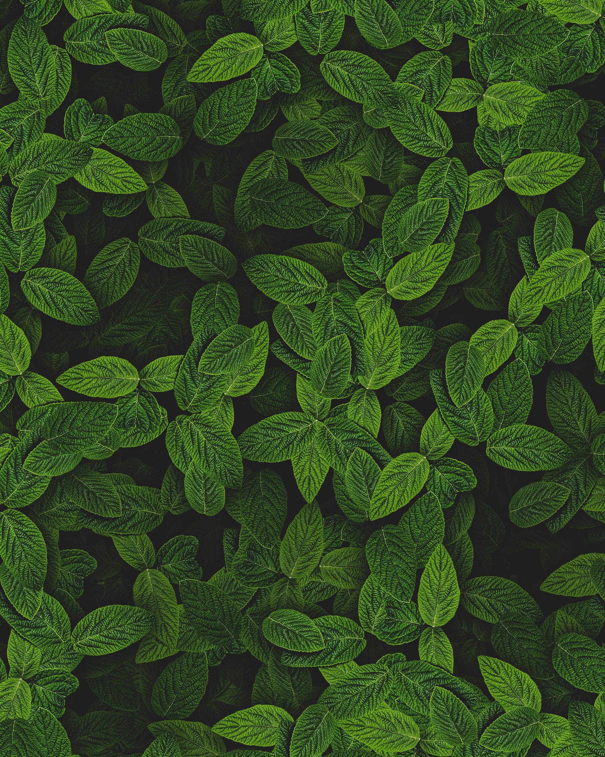 leaves, miscellanea, bush, plant, miscellaneous, mint