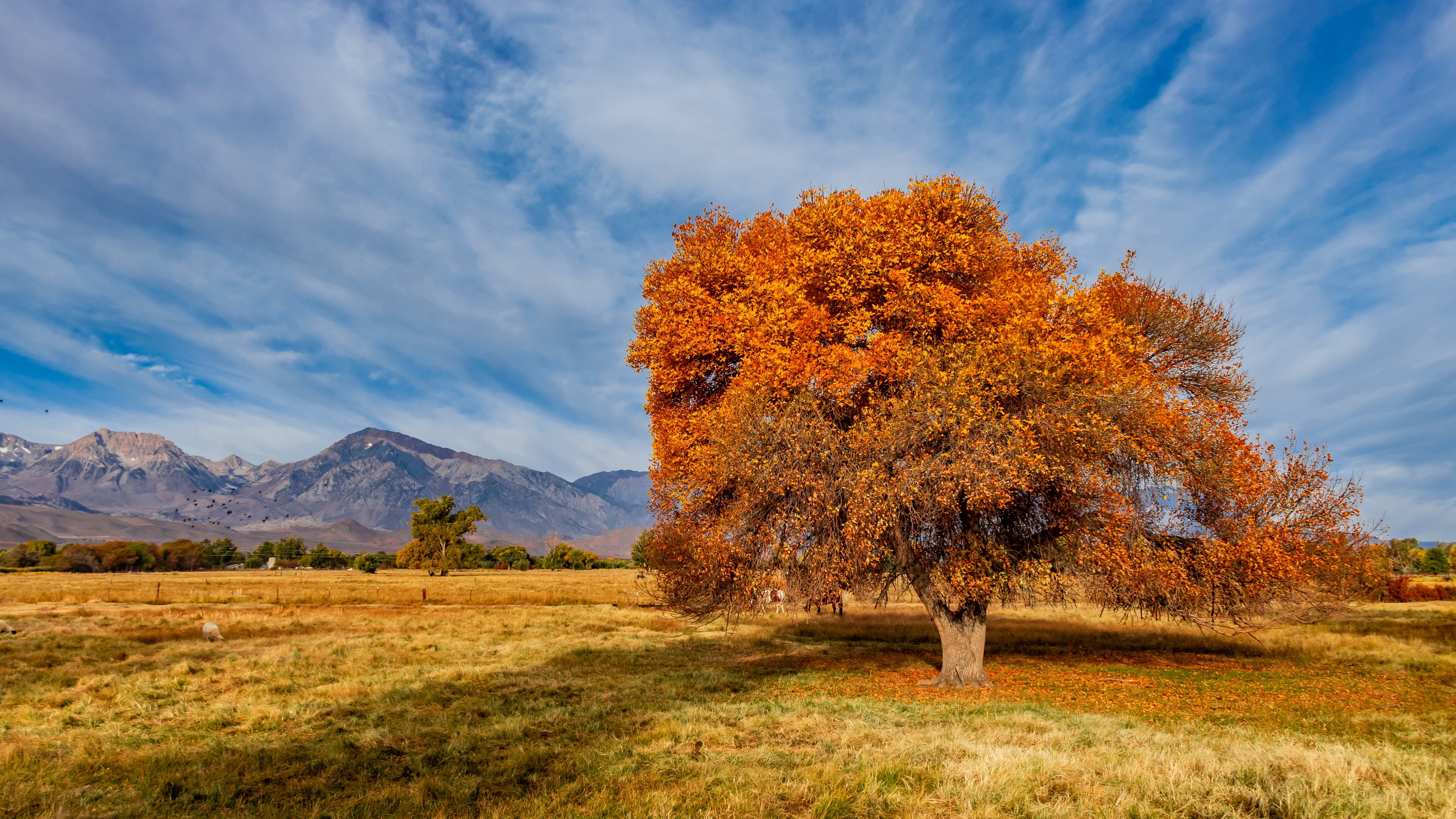 Осень деревья небо