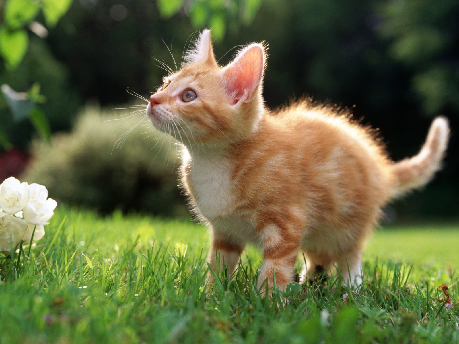 Download mobile wallpaper Cats, Animals for free.