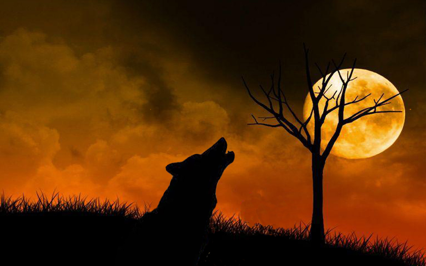 Волчица на закате