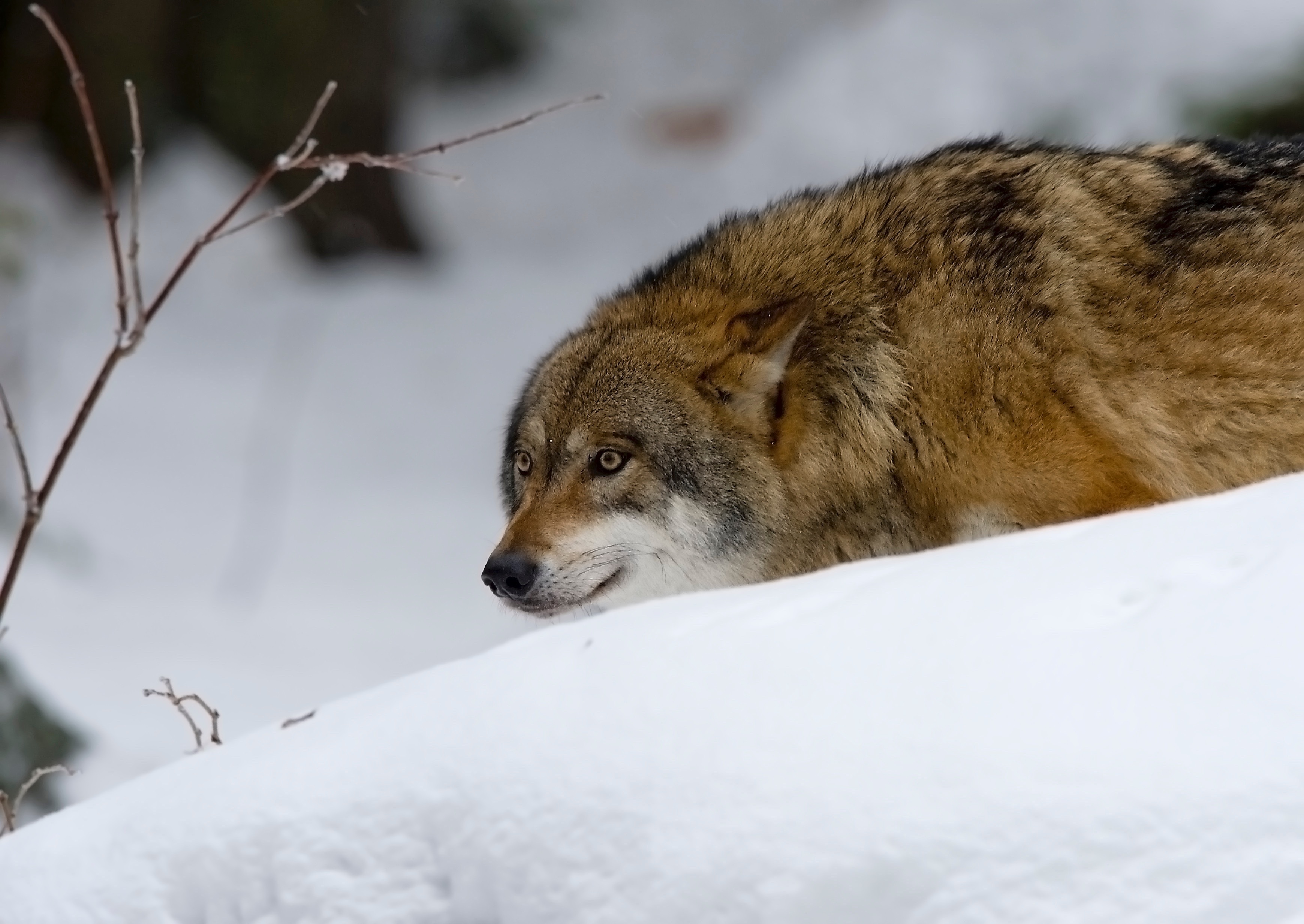 Handy-Wallpaper Schnee, Predator, Raubtier, Tiere, Jagd, Wolf kostenlos herunterladen.