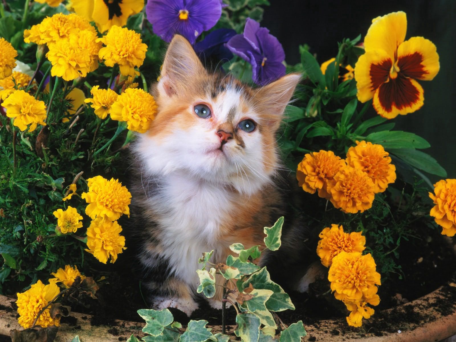 Handy-Wallpaper Blumen, Flauschige, Schnauze, Der Kater, Tiere, Katze kostenlos herunterladen.