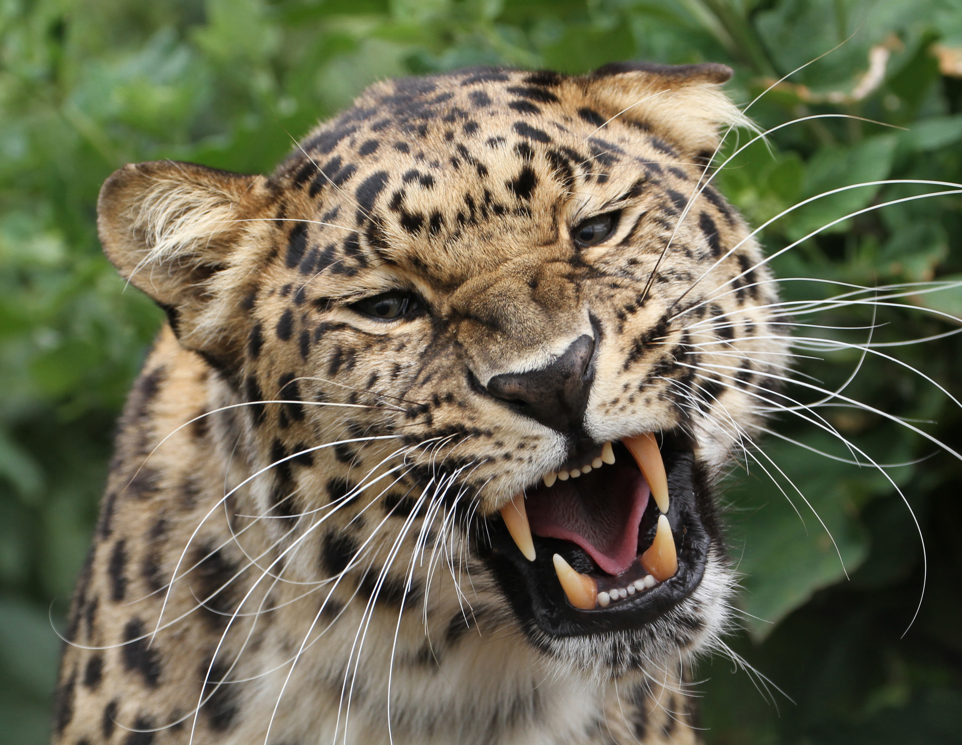 免费下载动物, 捕食者, 豹, 咧嘴笑, 奥斯卡尔, 大猫, 豹子, 野生动物手机壁纸。