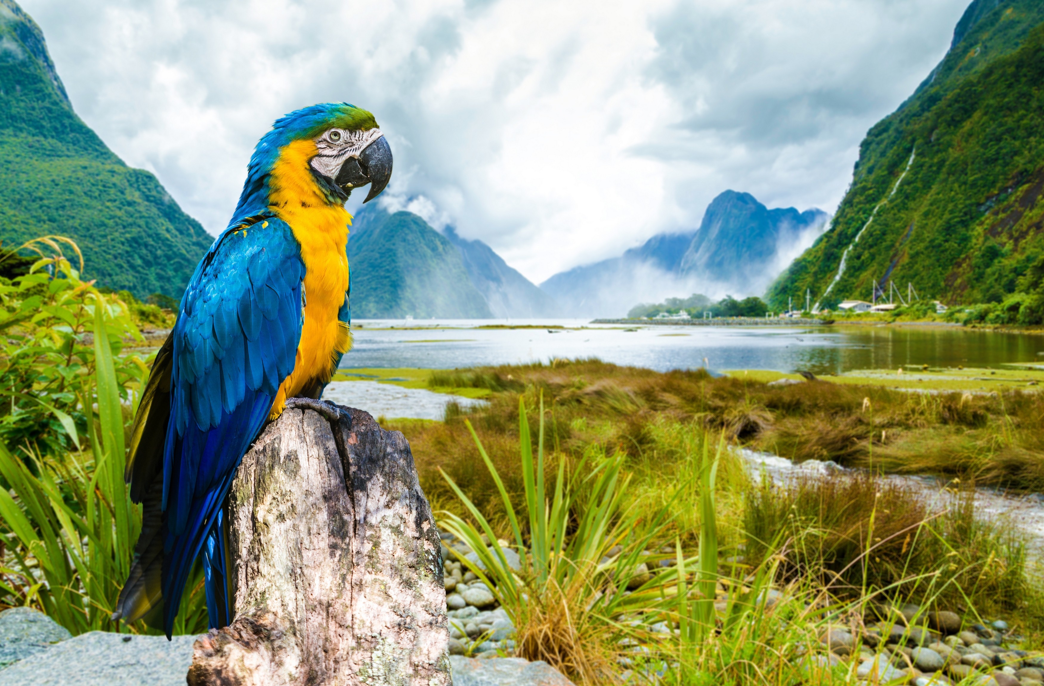 animal, blue and yellow macaw, fog, macaw, mountain, parrot, river, birds