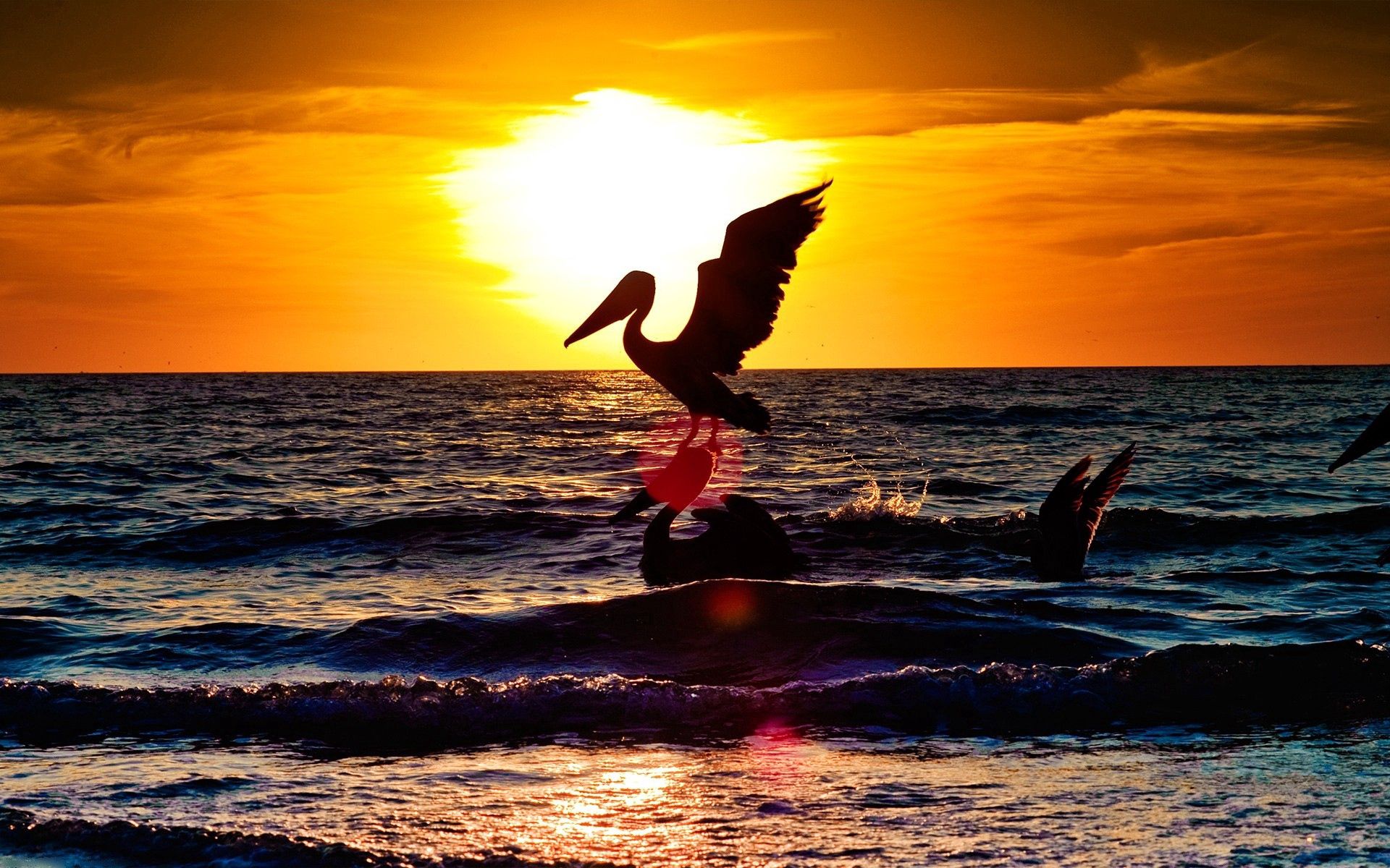 141961 Hintergrundbild herunterladen landschaft, tiere, sunset, sea, flug, pelikan, pelican, storch - Bildschirmschoner und Bilder kostenlos
