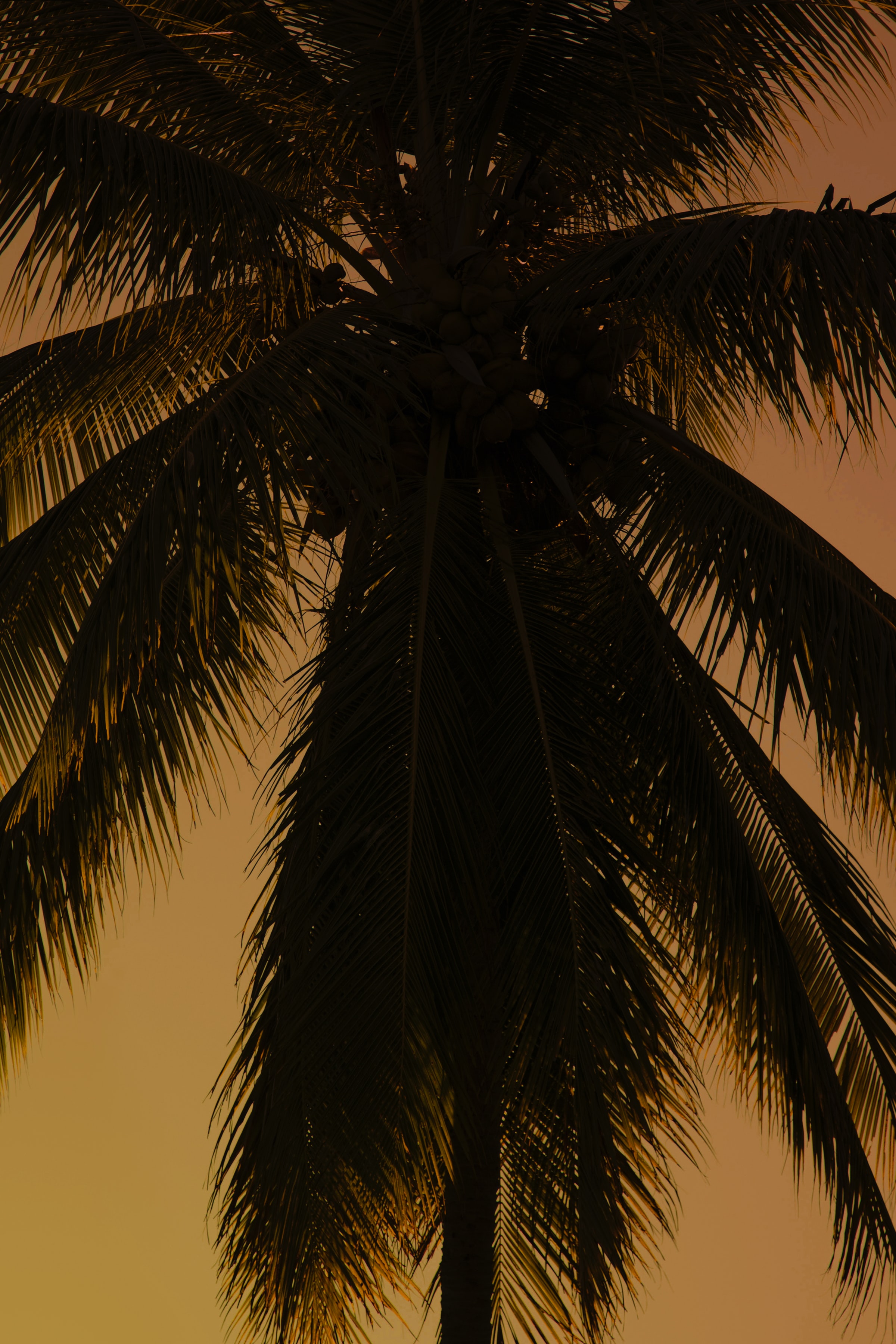 Download mobile wallpaper Wood, Palm, Branches, Tree, Plant, Dark for free.