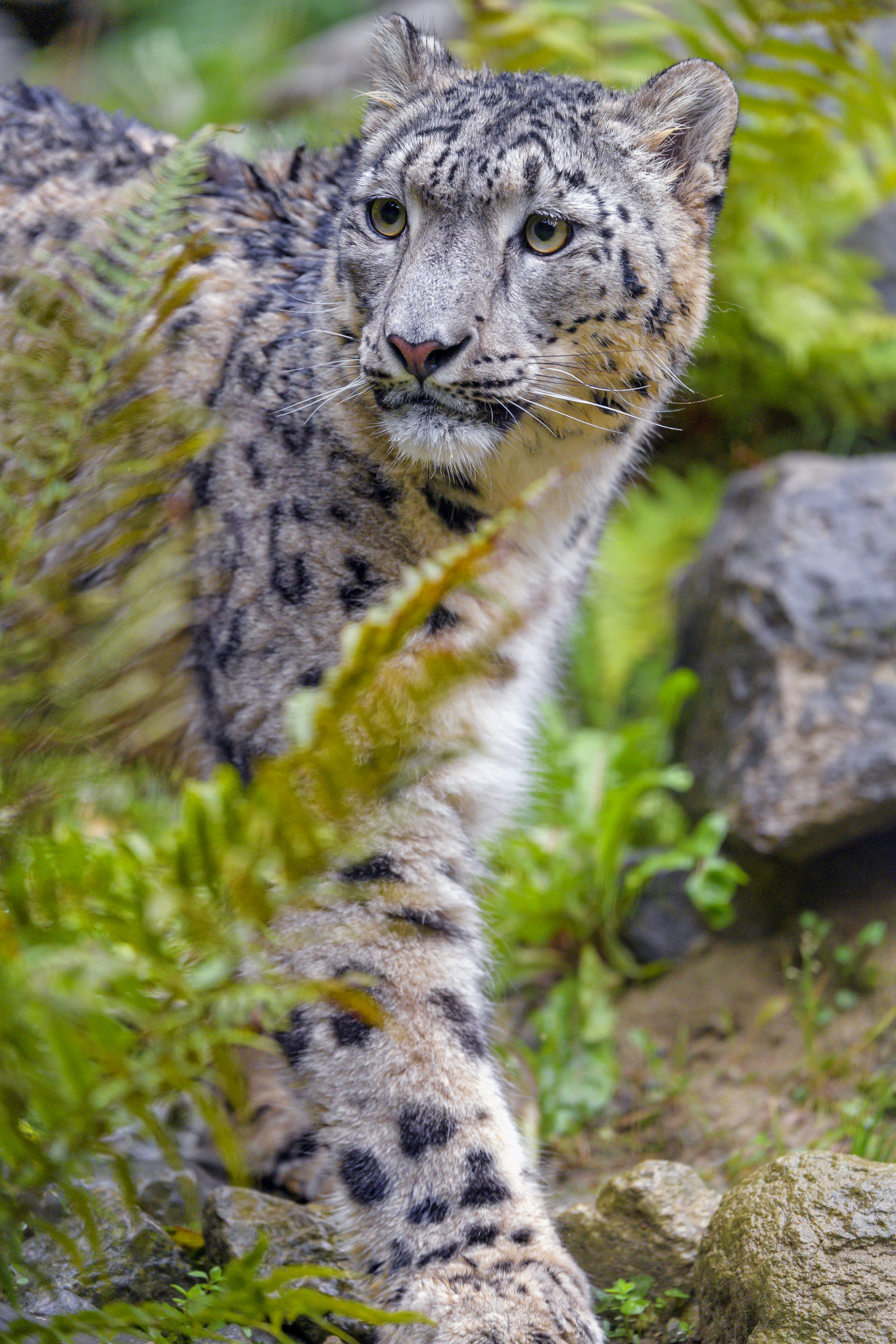 animals, snow leopard, predator, big cat, sight, opinion, irbis