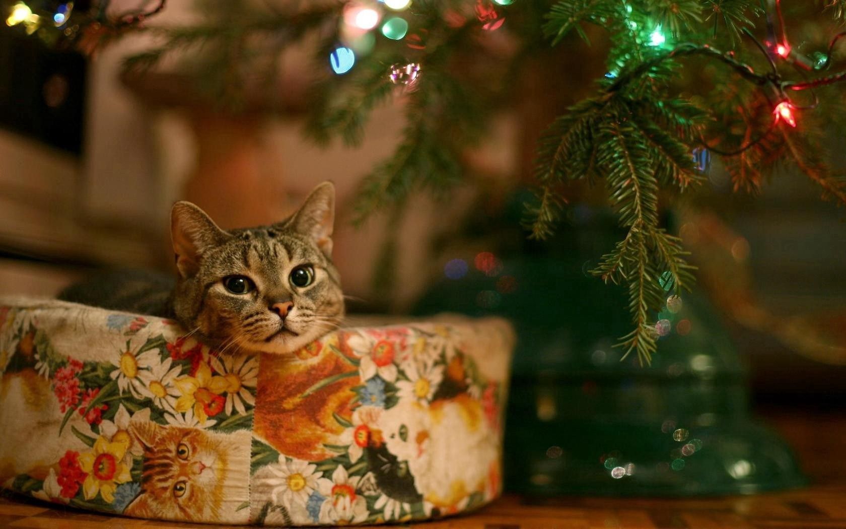 Laden Sie das Sitzen, Box, Tiere, Der Kater, Schnauze, Katze, Weihnachten-Bild kostenlos auf Ihren PC-Desktop herunter