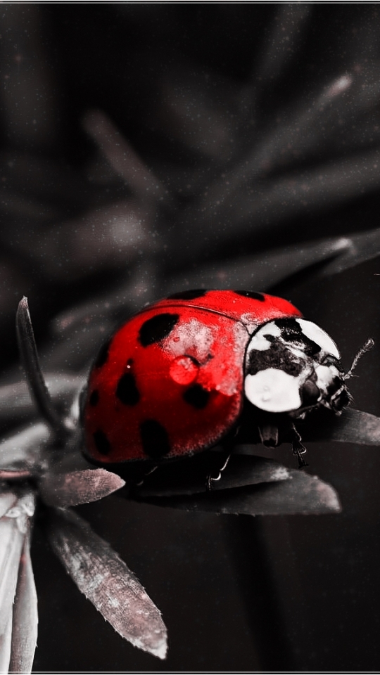 HD wallpaper red, misc, quote, ladybug, nature, bug