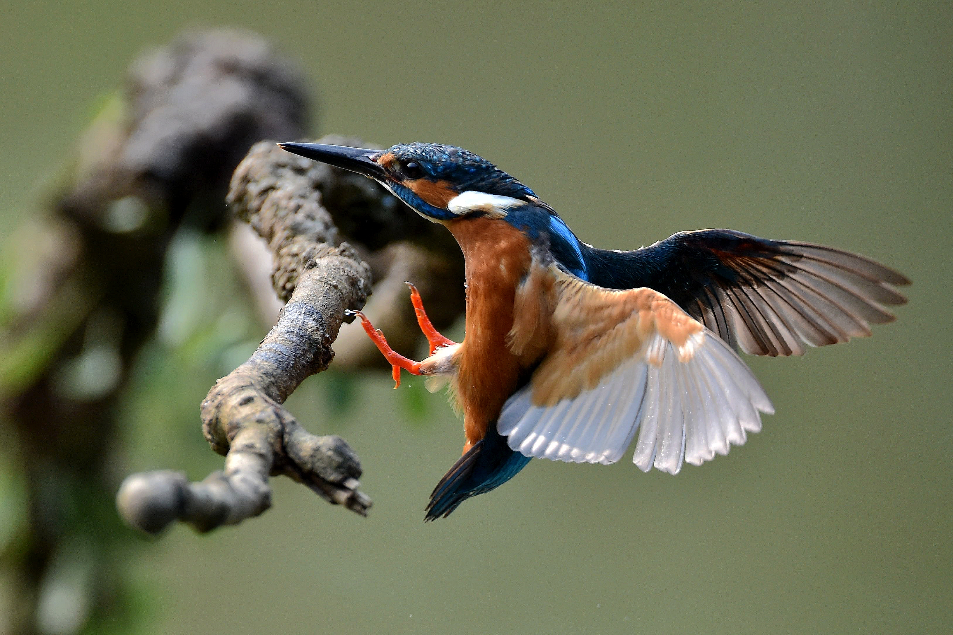 Cool Common Kingfisher Backgrounds
