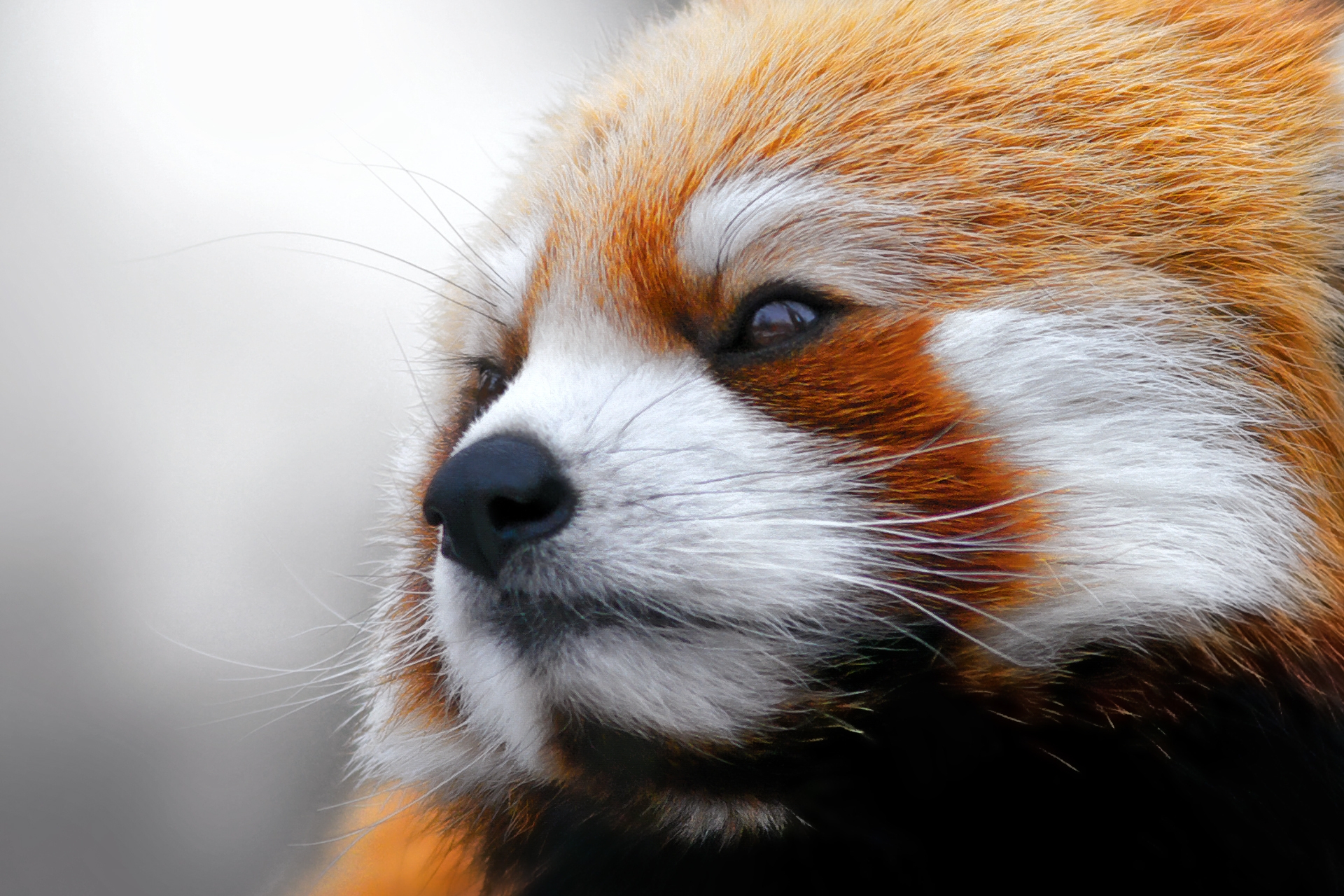 156451 Hintergrundbild herunterladen tiere, schnauze, wolle, roter panda - Bildschirmschoner und Bilder kostenlos