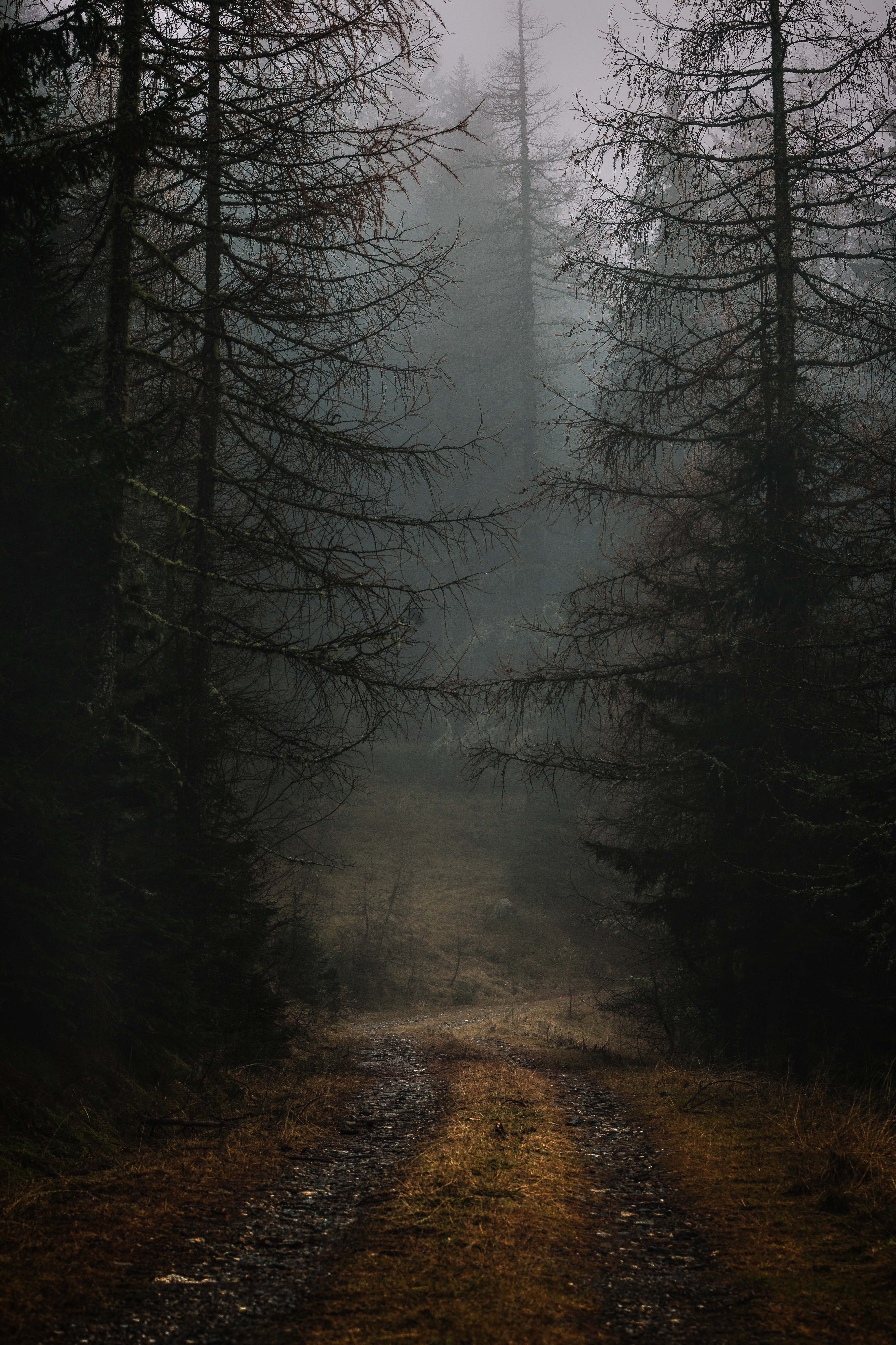 fog, autumn, gloomy, nature, trees, forest, branches, path 8K