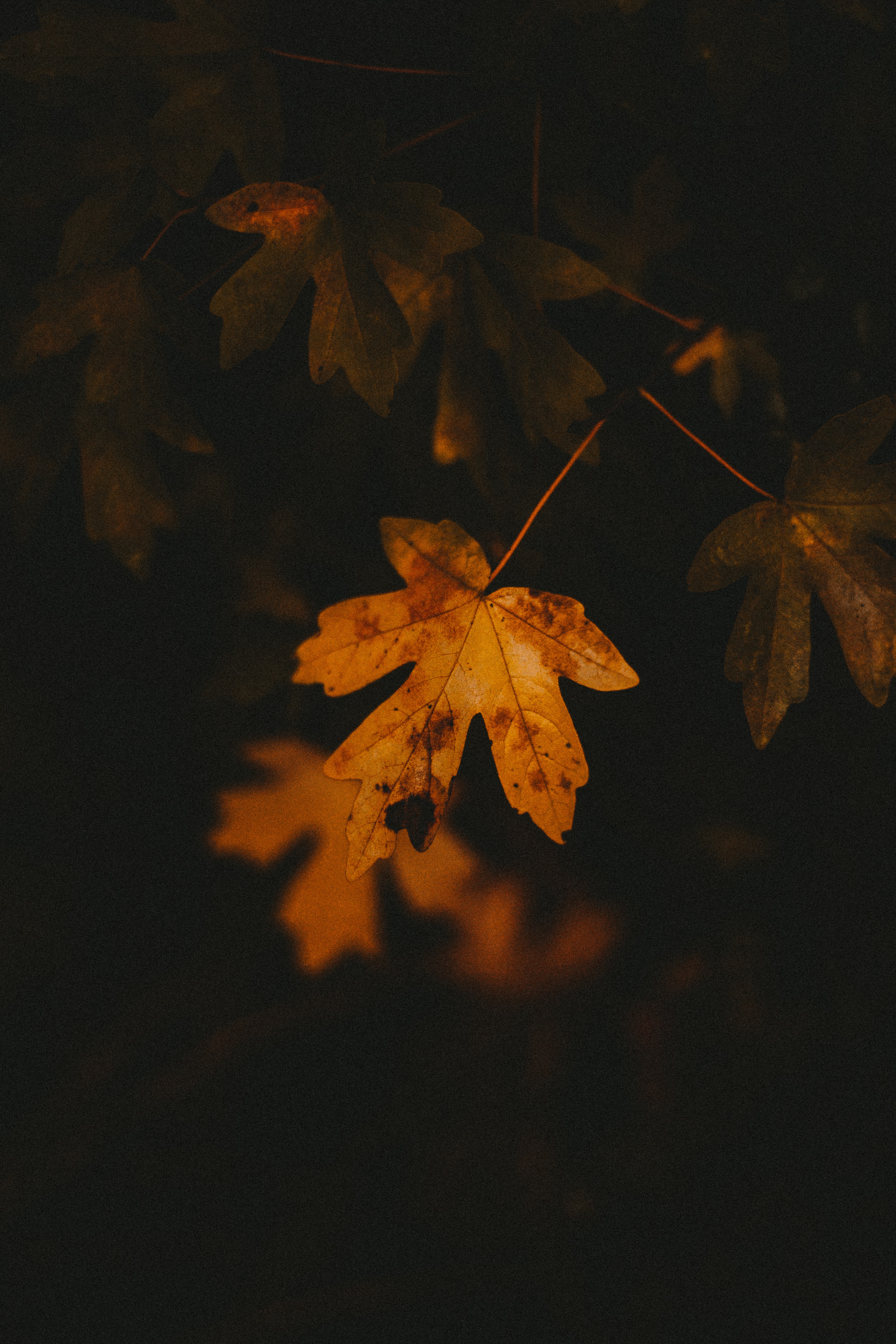 nature, veins, autumn, macro, sheet, leaf 4K, Ultra HD