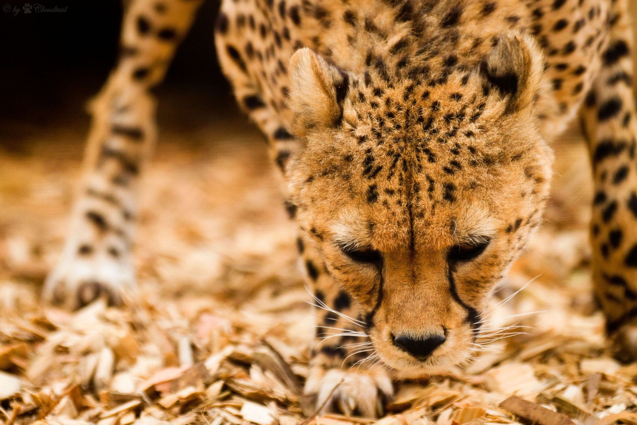 125241 Hintergrundbild herunterladen tiere, schnauze, gepard, wilde katze, wildkatze - Bildschirmschoner und Bilder kostenlos