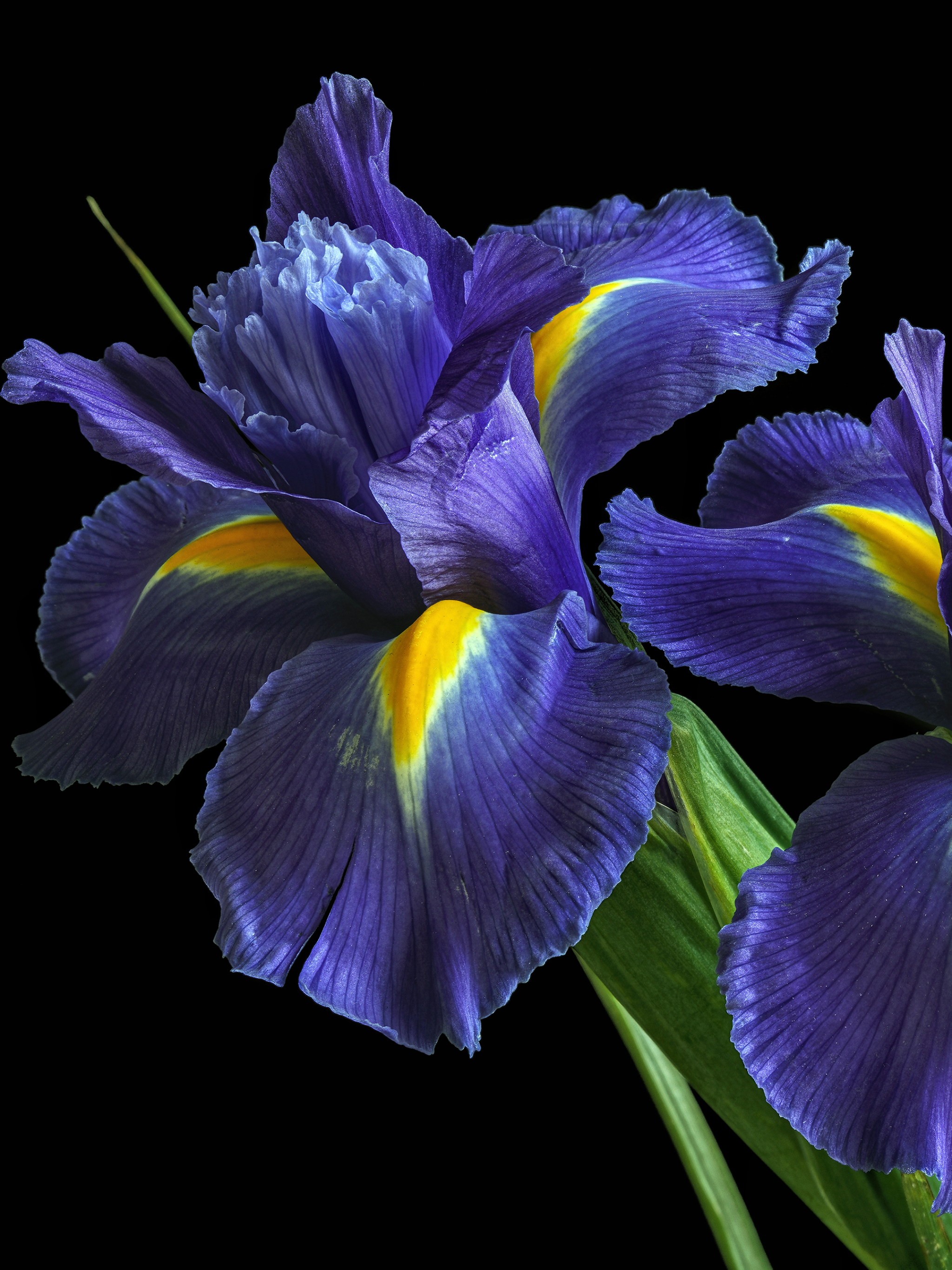 Iris flower 1080P 2K 4K 5K HD wallpapers free download  Wallpaper Flare
