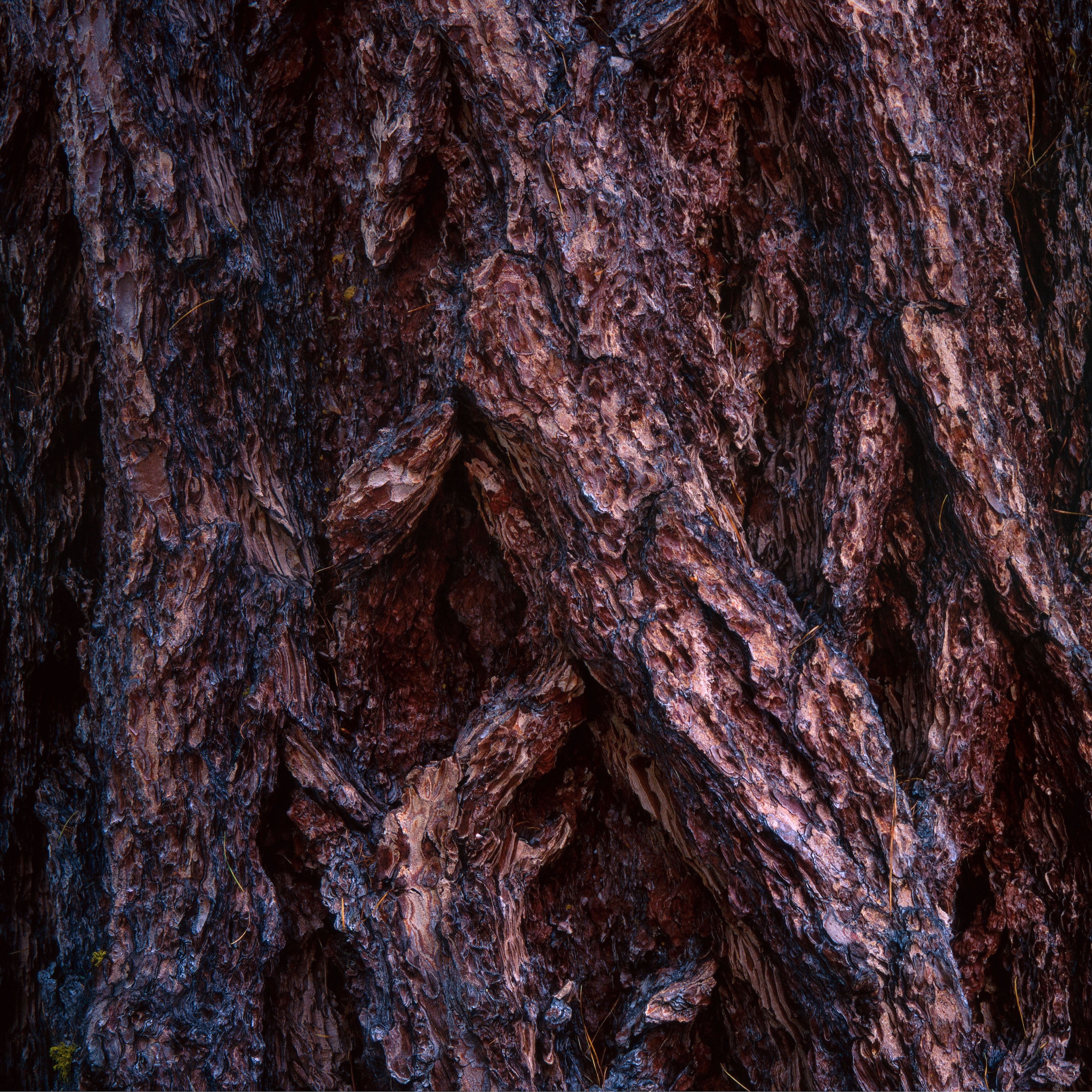 Download mobile wallpaper Wood, Bark, Tree, Surface, Texture, Textures for free.