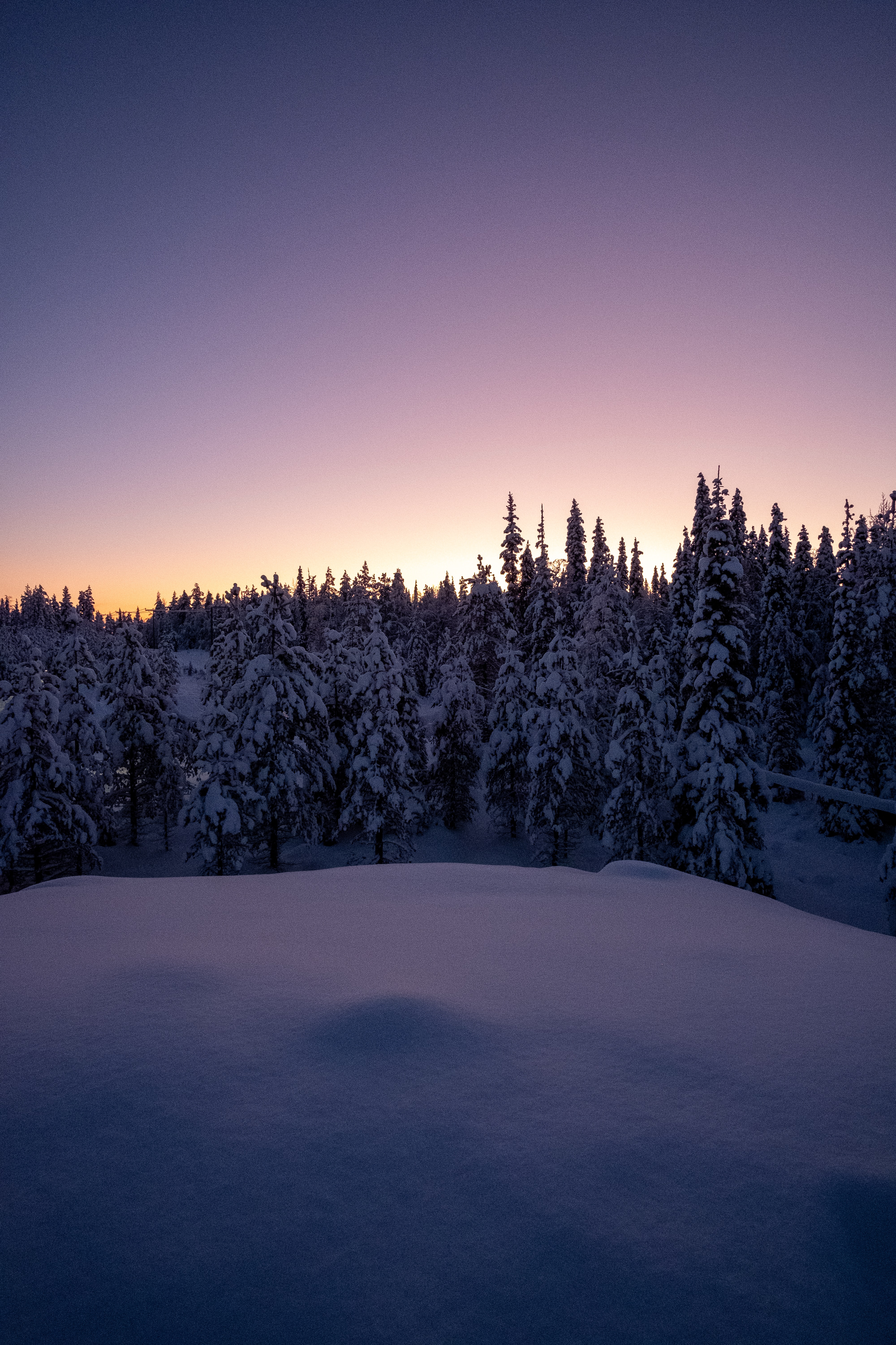 fir trees, winter, nature, trees, twilight, snow, forest, dusk 8K