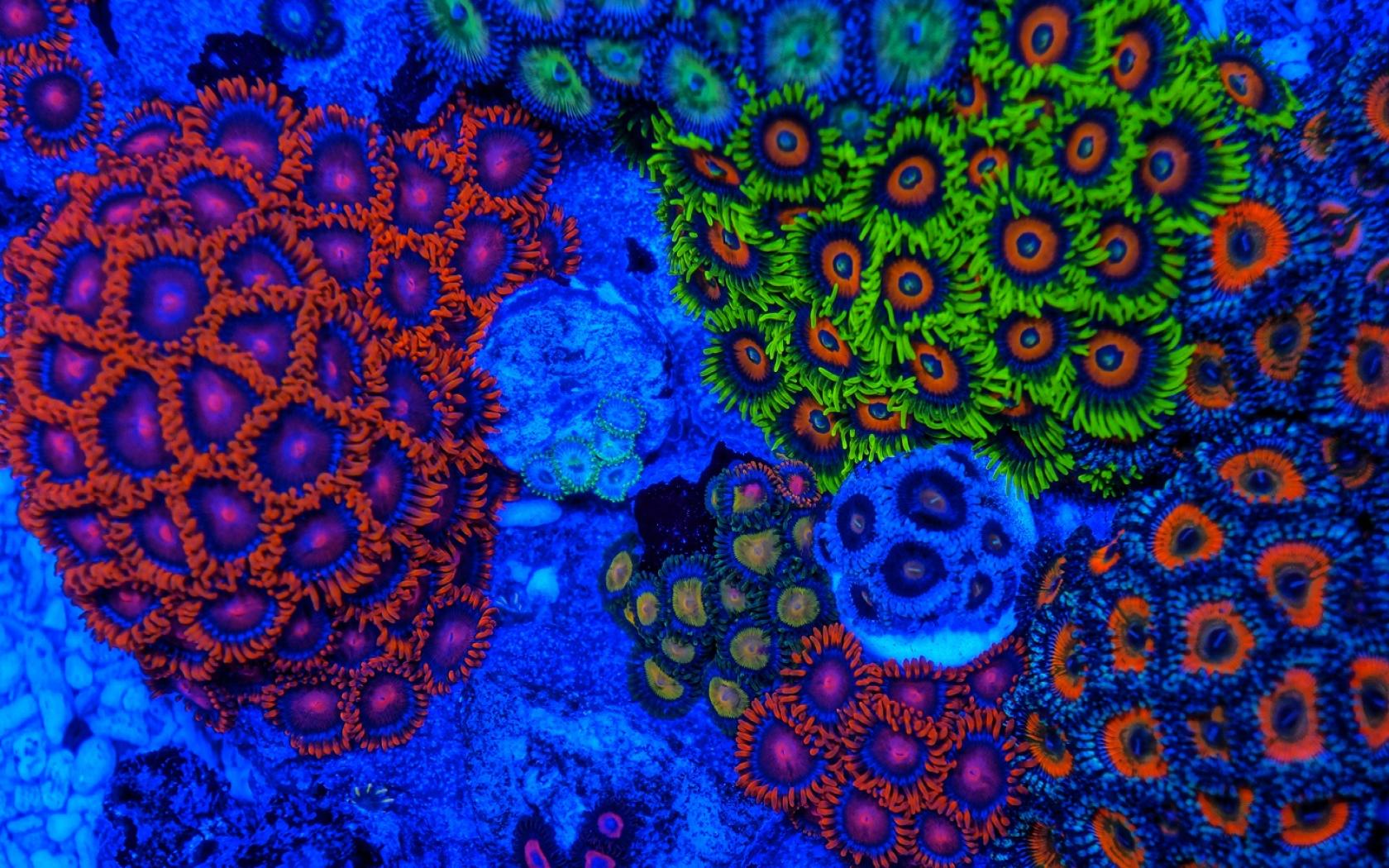 New Lock Screen Wallpapers animal, coral, close up, colorful, colors, coral reef, earth