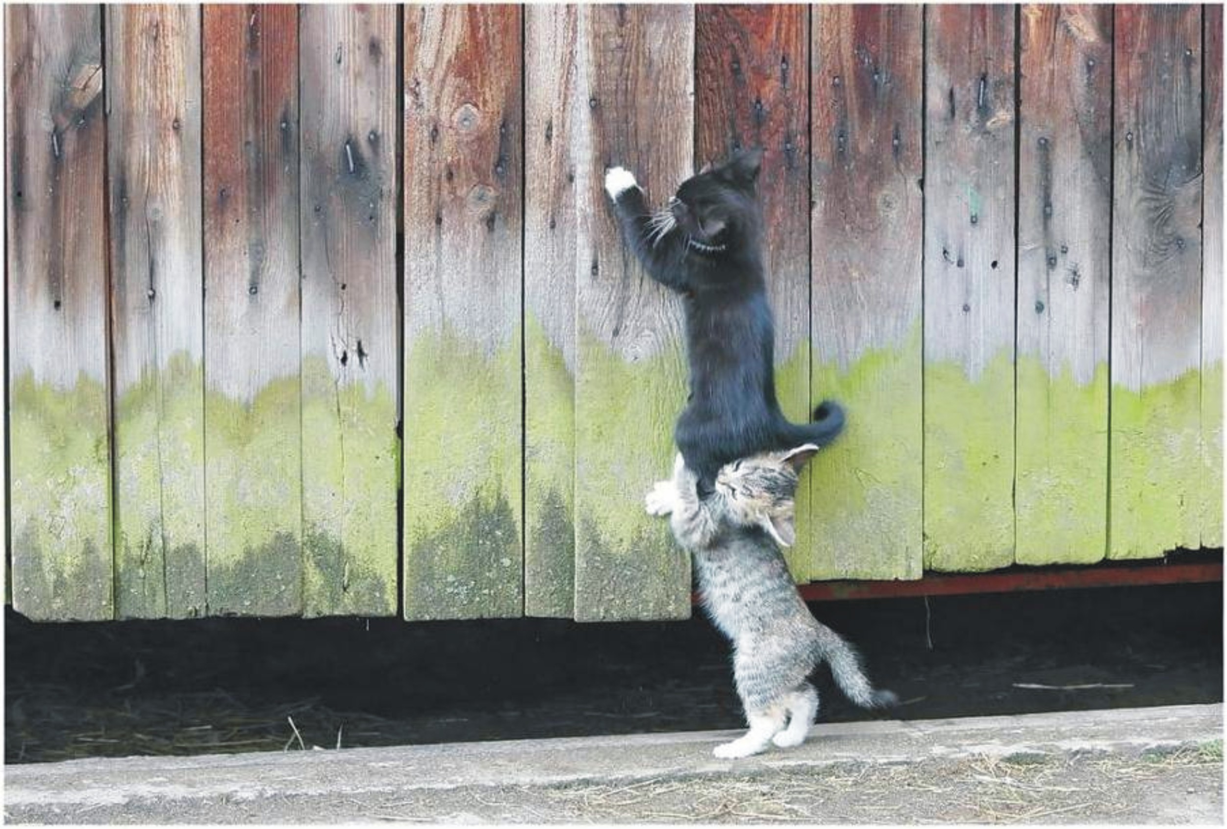 Учи чуть чуть. Кот на заборе. Смешные картинки с животными. Настоящий друг. Животные с юмором.