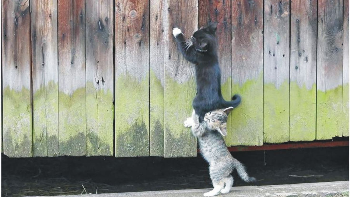 Выйду на улицу мне весело. Кот на заборе. Смешные картинки с животными. Настоящий друг. Животные с юмором.
