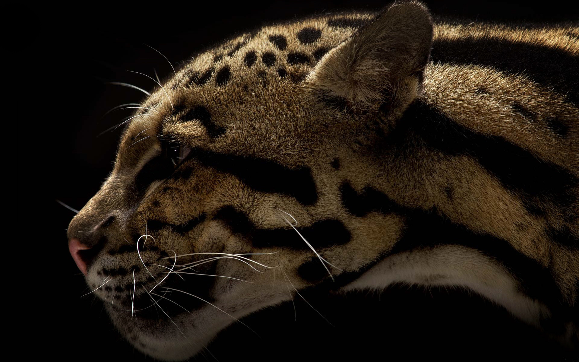 animal, clouded leopard, cats HD wallpaper