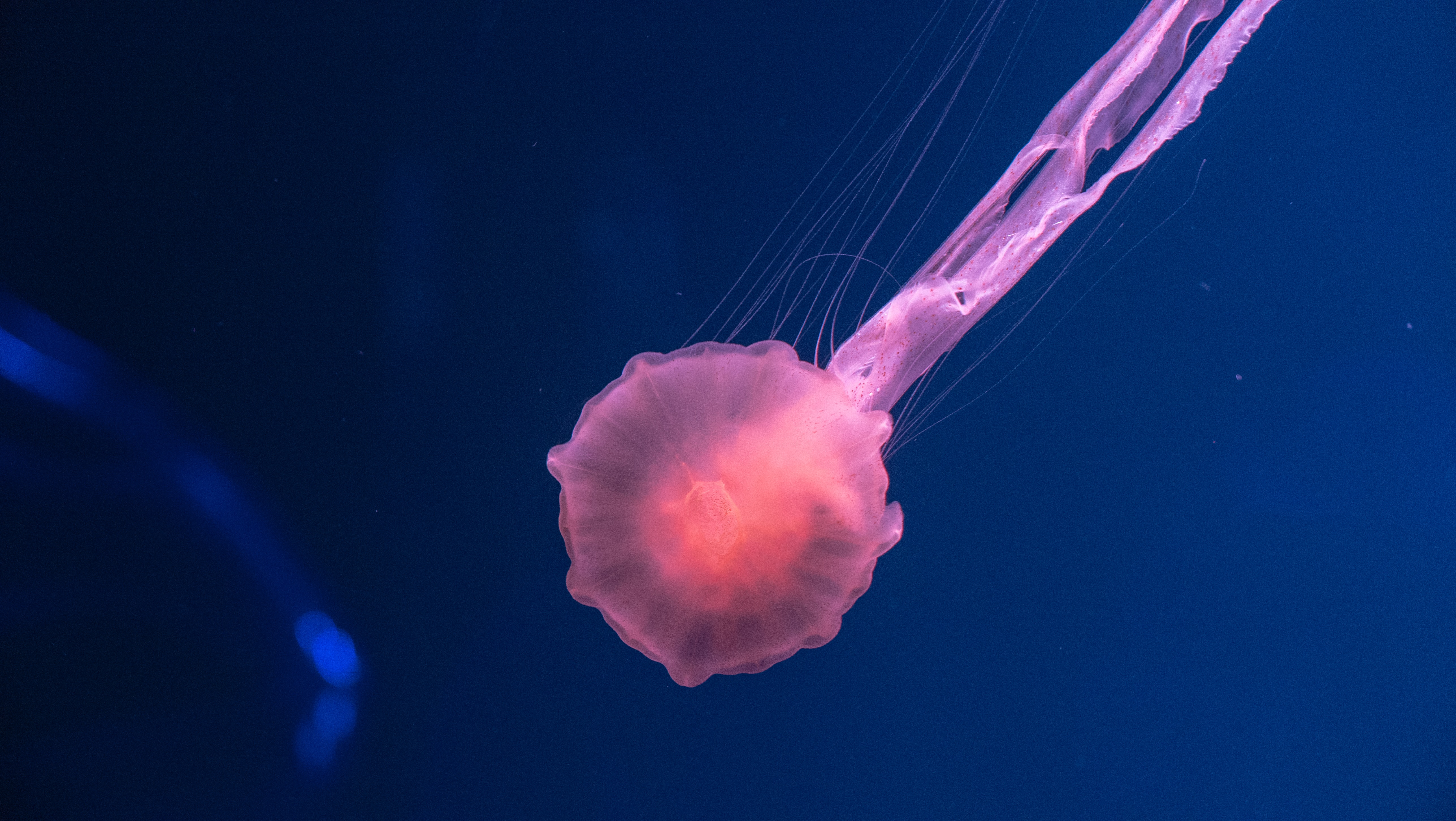 Download mobile wallpaper Animals, Transparent, Sea, Pink, Underwater World, Jellyfish for free.