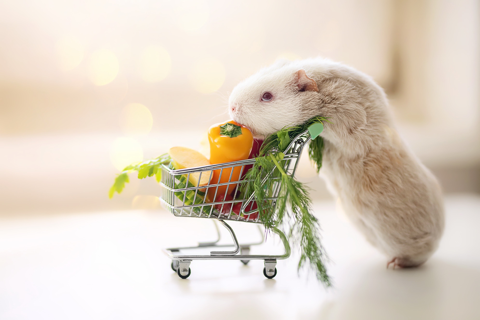 vegetable, animal, guinea pig, cart