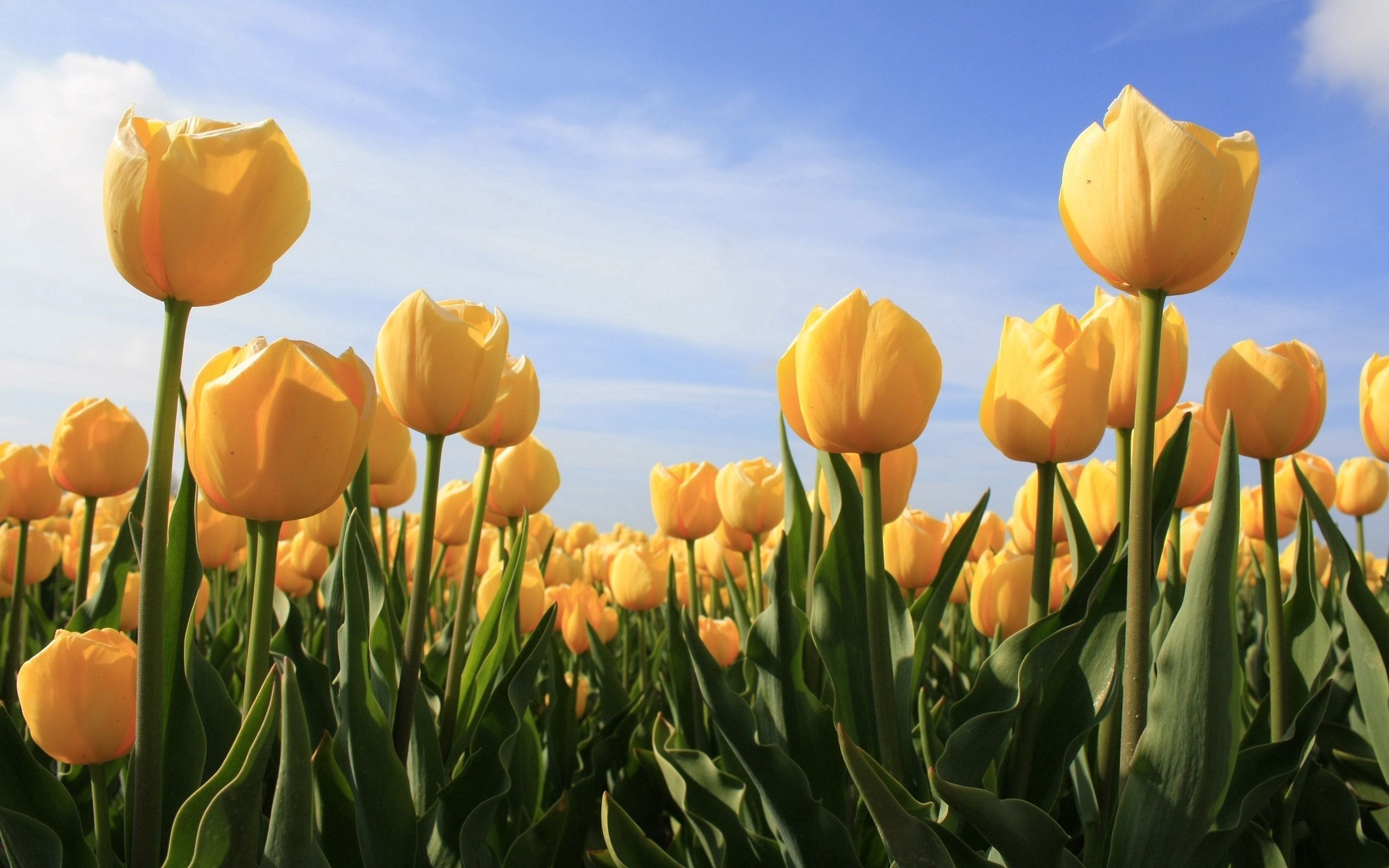 Download mobile wallpaper Sky, Flowers, Sunny, Tulips for free.