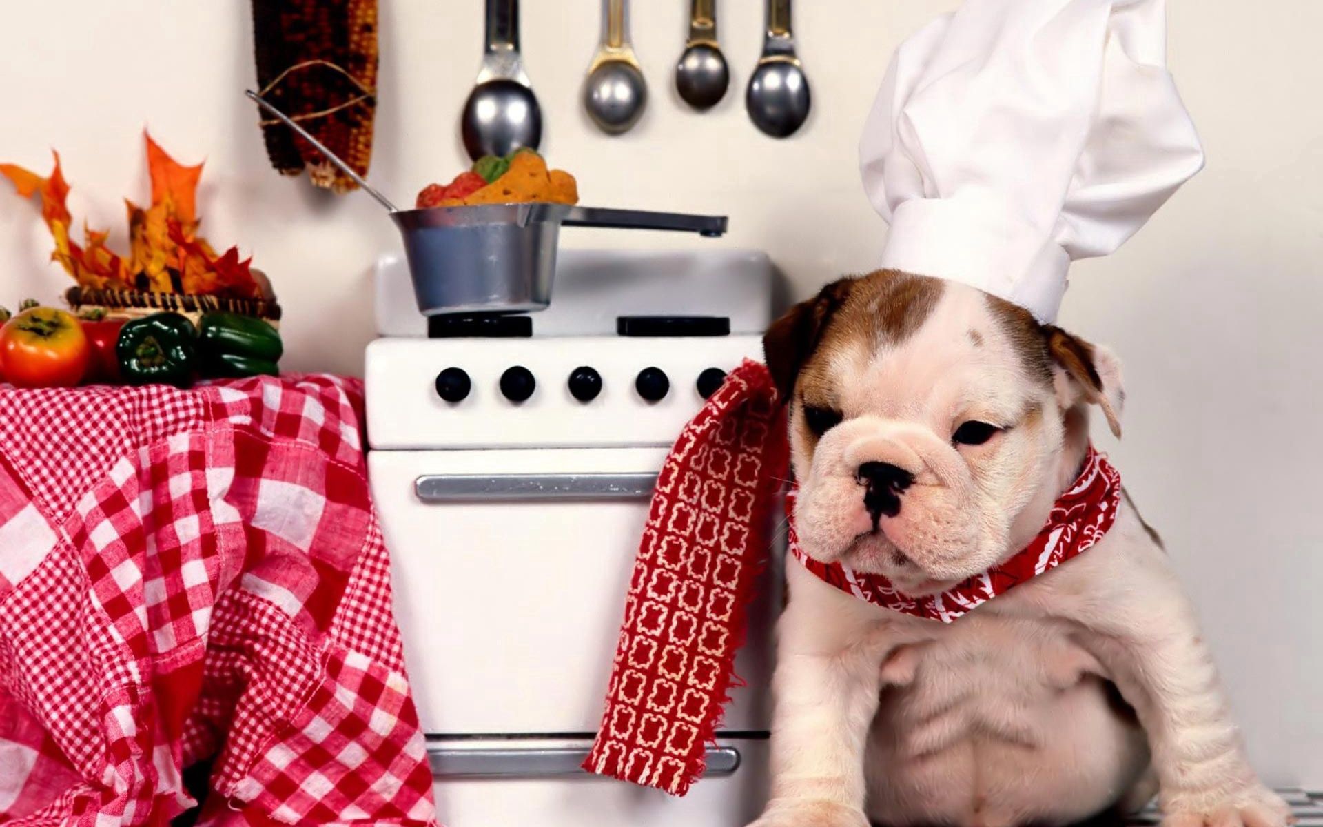 kitchen, animals, dog, plate, cap, bulldog, slab, cook, products, groceries HD wallpaper