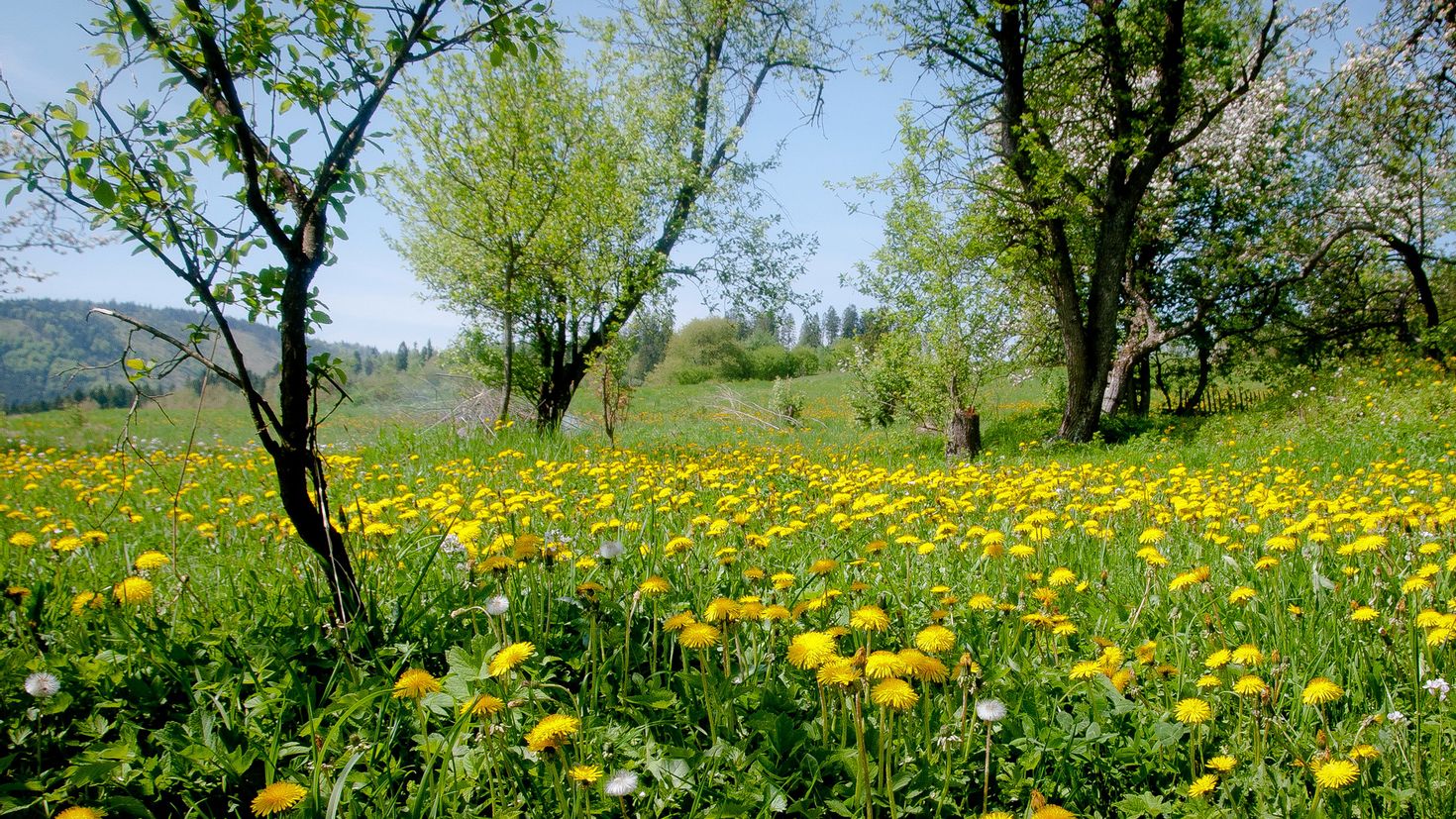 Літо літ. Весенний луг. Луг весной. Весенние Луга. Цветущие Луга весной.